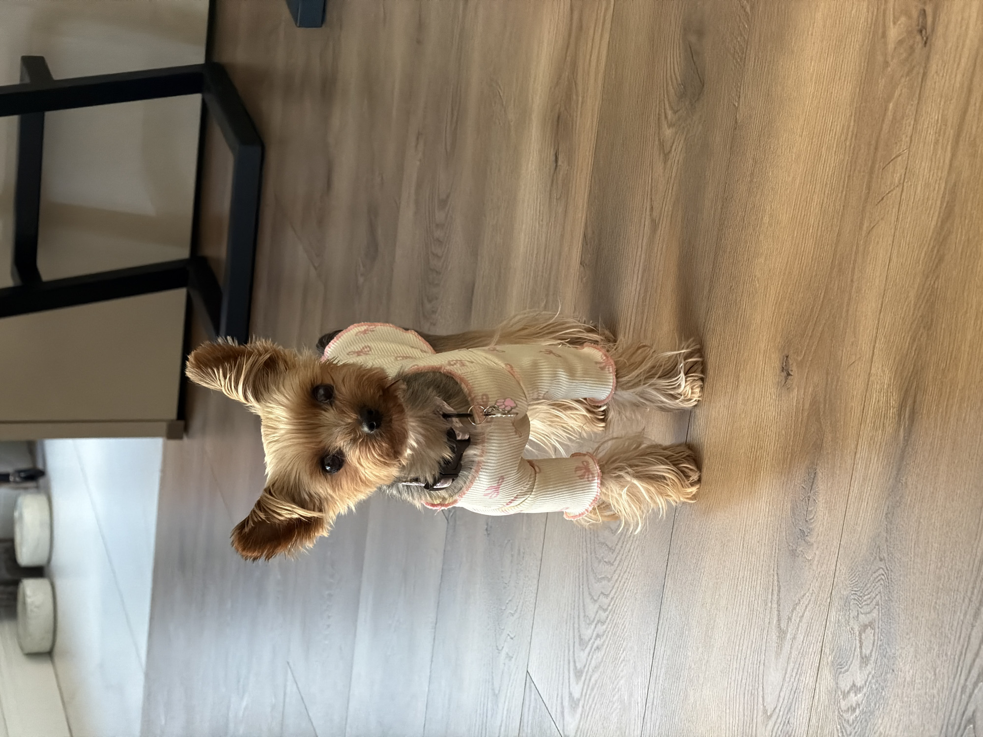 A Yorkshire Terrier wearing a cream-colored onesie with pink trim and floral patterns stands on a wooden floor. The dog has light brown fur and dark eyes, and its ears are perked up. A dark collar with a tag is around its neck. In the background, out of focus, are white circular objects and the legs of a black metal chair. The scene appears to be indoors, likely in a residential setting. There is no indication of the city of Legionowo, Poland.