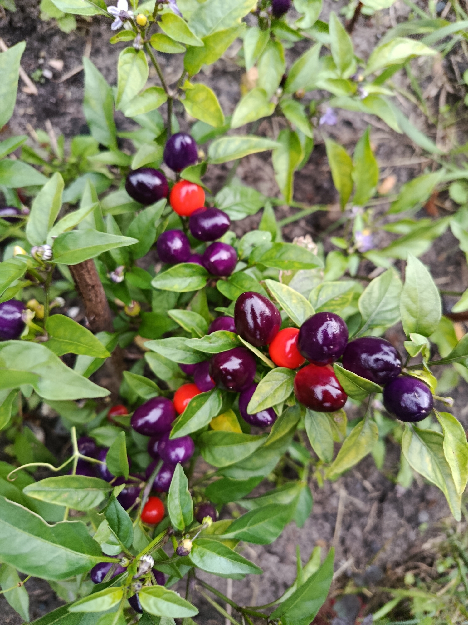 A close-up, overhead shot captures a plant with vibrant green leaves and numerous small, oval-shaped peppers. The peppers exhibit a striking color gradient, ranging from deep purple to bright red. Some of the peppers are clustered together, while others are spaced apart among the foliage. Small, delicate white and purple flowers are also visible on the plant. The background consists of muted brown soil and hints of dried grass. The scene appears to be an outdoor setting, likely a garden.