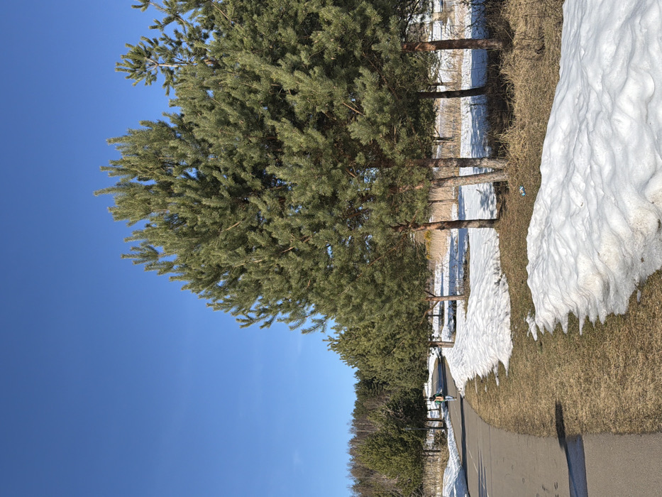 In Bezborodovo, Russia, a park-like outdoor scene is depicted under a clear blue sky. A dark grey paved path curves from the lower-left foreground towards the center-left background. Along the right side of the path, patches of melting, uneven snow are visible on brown, dormant grass. A dense line of mature pine trees with dark green needles borders the right side of the path, extending into the mid-ground and background. Further in the background, a forest consisting of both evergreen and bare deciduous trees is present. One individual, dressed in dark clothing and carrying a light-colored backpack, walks away from the viewer on the paved path in the mid-ground. A small piece of light-colored litter is present on the brown grass beneath the pine trees on the right side of the image. The scene is illuminated by direct sunlight, indicating daytime conditions consistent with late winter or early spring.
