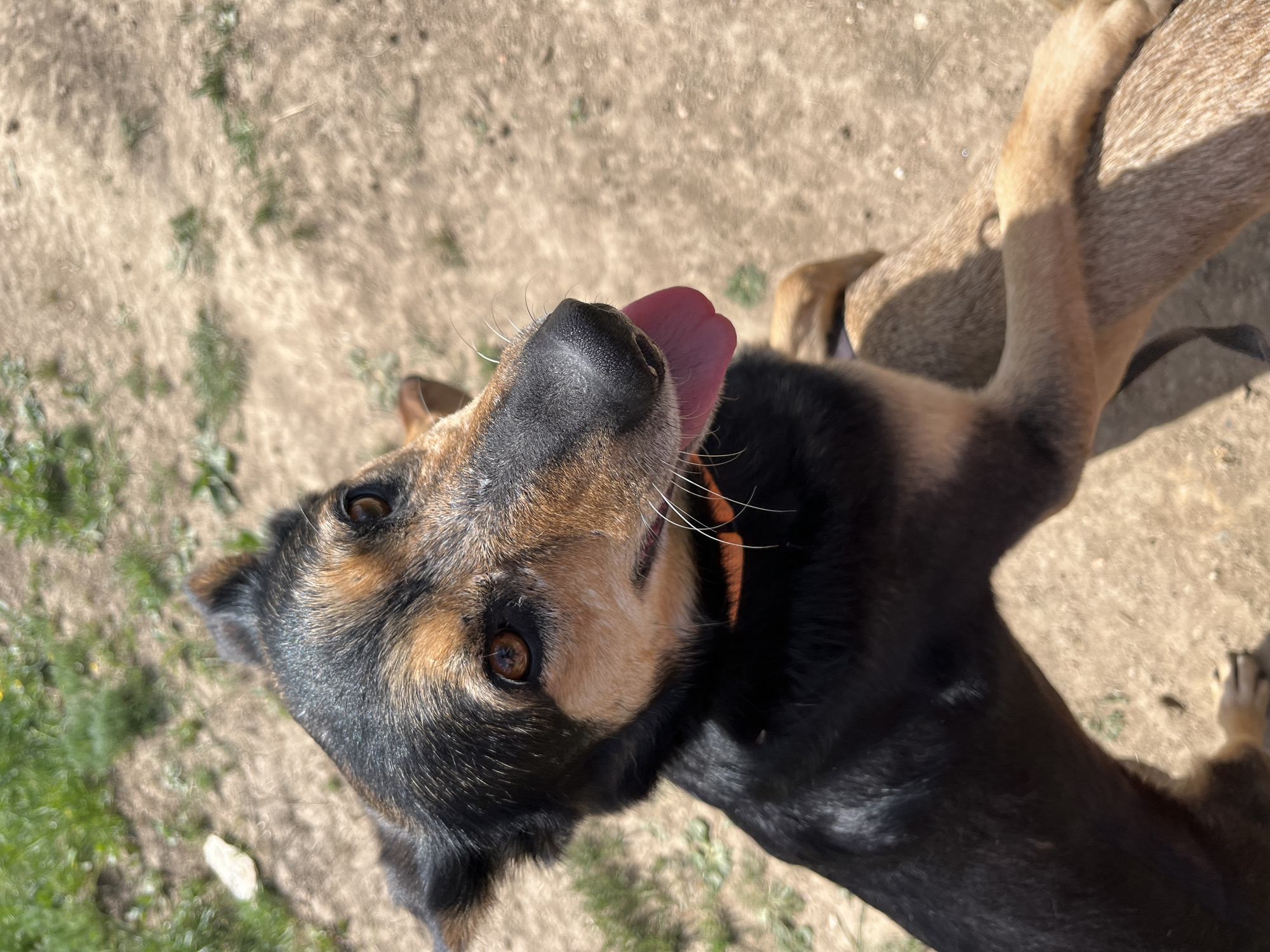 The image is a close-up, ground-level shot of a dog, likely a mixed breed with black and tan fur, lying on a patchy dirt and grass surface. The dog's head is tilted upwards, its tongue is out, and it has a tan collar. Another dog's tan leg is draped over the dog, possibly during play. The background consists of dry ground with sparse patches of grass. The location is outdoors, likely a yard or field. There is no visible indication of this being Nizhny Tagil, Russia.
