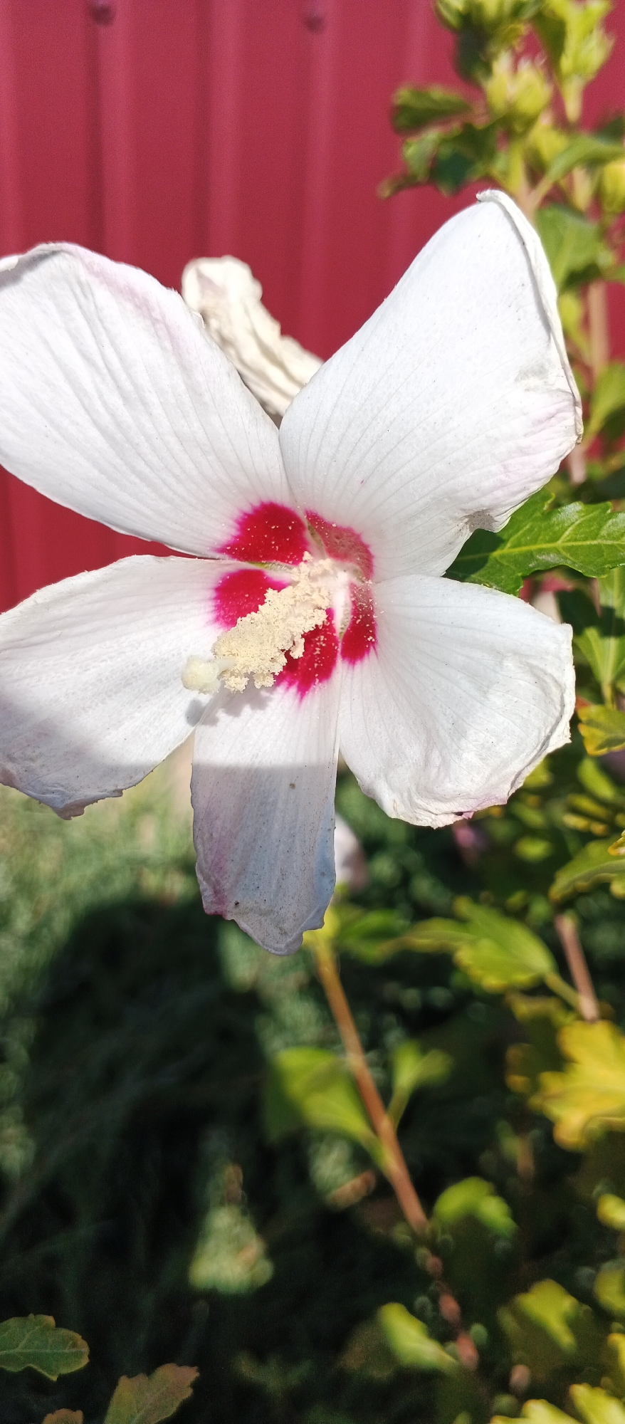 A close-up shot focuses on a single, white hibiscus flower with a deep pink center and yellow stamen. The flower's petals are slightly wilted and show delicate veins. Behind the flower, a bright red, corrugated fence forms the background. To the right of the flower, green leaves and stems are visible, some with hints of yellowing. The foreground shows a blur of dark green foliage and a hint of a shadow cast by the flower. The image appears to have been taken outdoors on a sunny day. It is not possible to determine the specific location within the city of Smila, Ukraine based on the provided image.