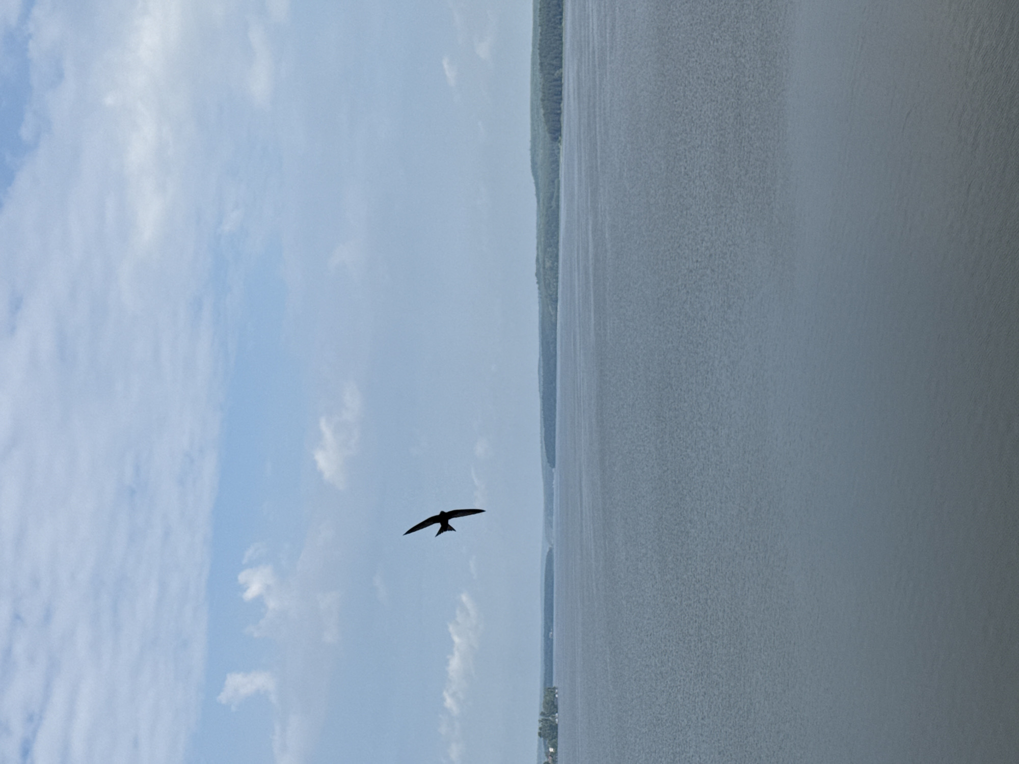 A lone swift is captured in mid-flight over a wide body of water, silhouetted against a pale blue sky dotted with wispy clouds. The bird's wings are spread wide, its body angled downwards as if diving. In the distance, a lush green treeline forms the horizon, with a faint suggestion of buildings on the left bank. The water is a muted gray, reflecting the overcast sky, with a subtle texture indicating gentle ripples. This scene could be located on the Votkinsk Reservoir, a large artificial lake on the upper Kama River near the city of Votkinsk, Russia, known for its scenic beauty and opportunities for outdoor activities.