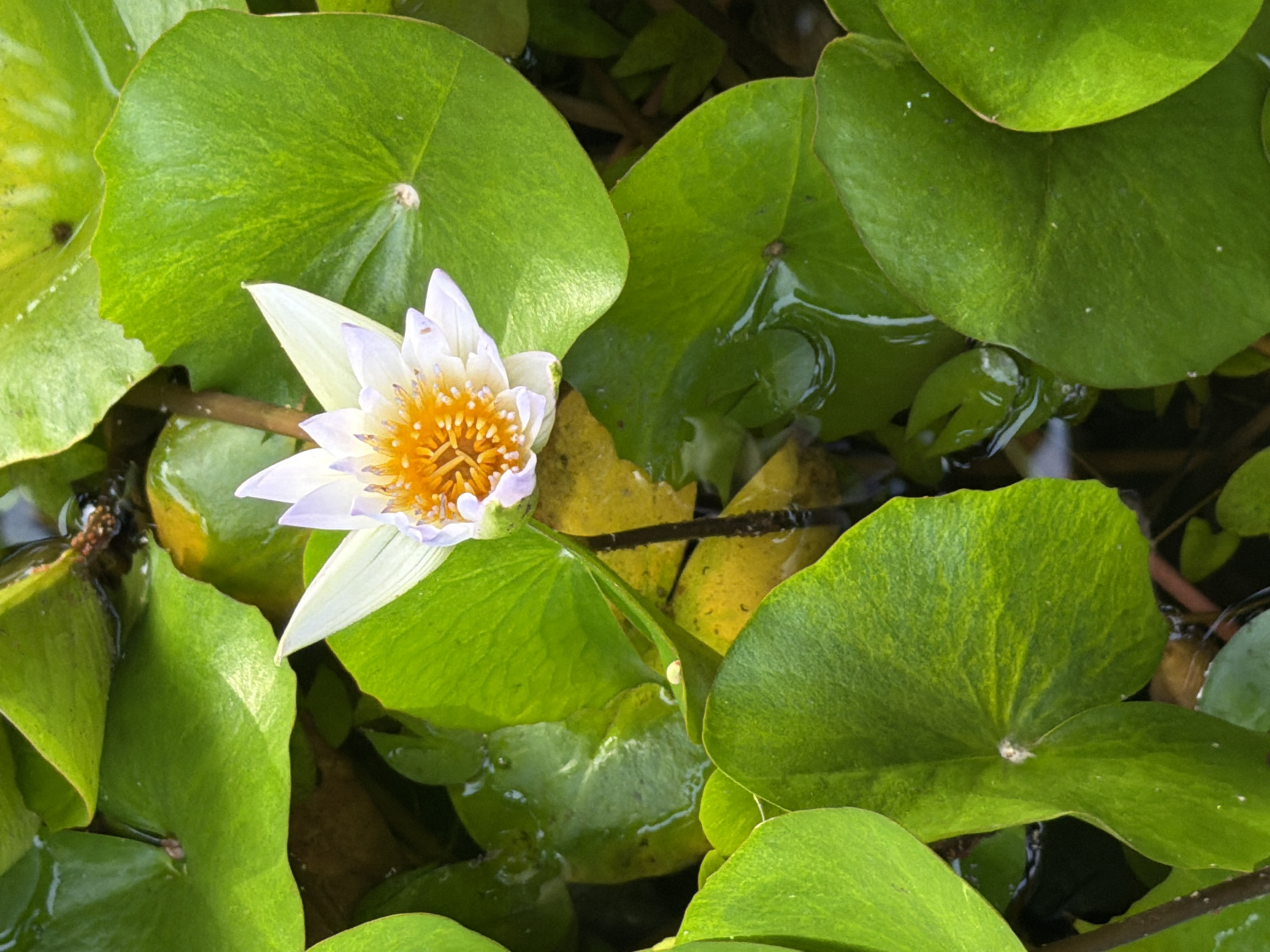 A close-up, overhead shot showcases a single white and purple water lily with a bright orange center, nestled amongst lush green lily pads. The water lily's delicate petals are unfurled, revealing the intricate detail of its stamens. The lily pads are large and round, with some displaying a yellowish hue, suggesting they are either older or have been exposed to more sunlight. The water is visible in the background, reflecting the surrounding foliage, and a few dark stems are submerged. The lighting suggests it is daytime, likely sunny, as indicated by the bright highlights on the water and leaves. The scene is tranquil and natural, evoking a sense of peace and the beauty of a pond ecosystem. There is no visible text in the image.