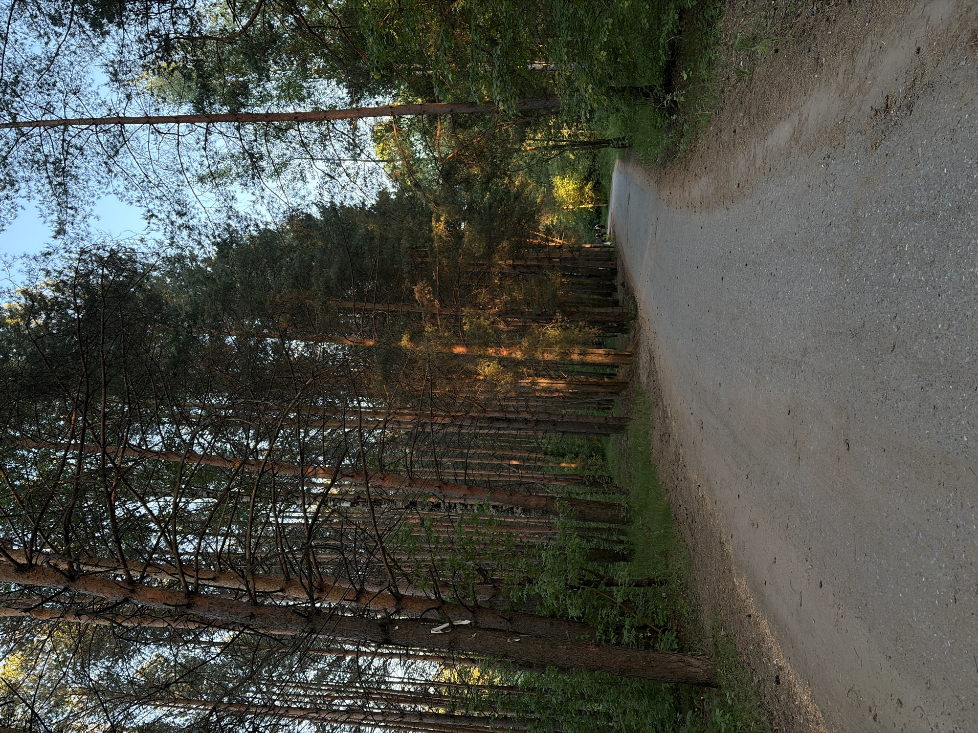 A long, straight dirt and gravel road extends into the distance through a dense forest. Tall pine trees line the left side of the road, their trunks reaching towards the sky, casting shadows that are partially illuminated by the setting sun. Sunlight filters through the trees, creating a dappled effect. The road curves slightly to the right and is bordered by green vegetation on both sides. The sky is visible through the treetops, suggesting that this image was taken in a wooded area in Chaikovsky, Russia.