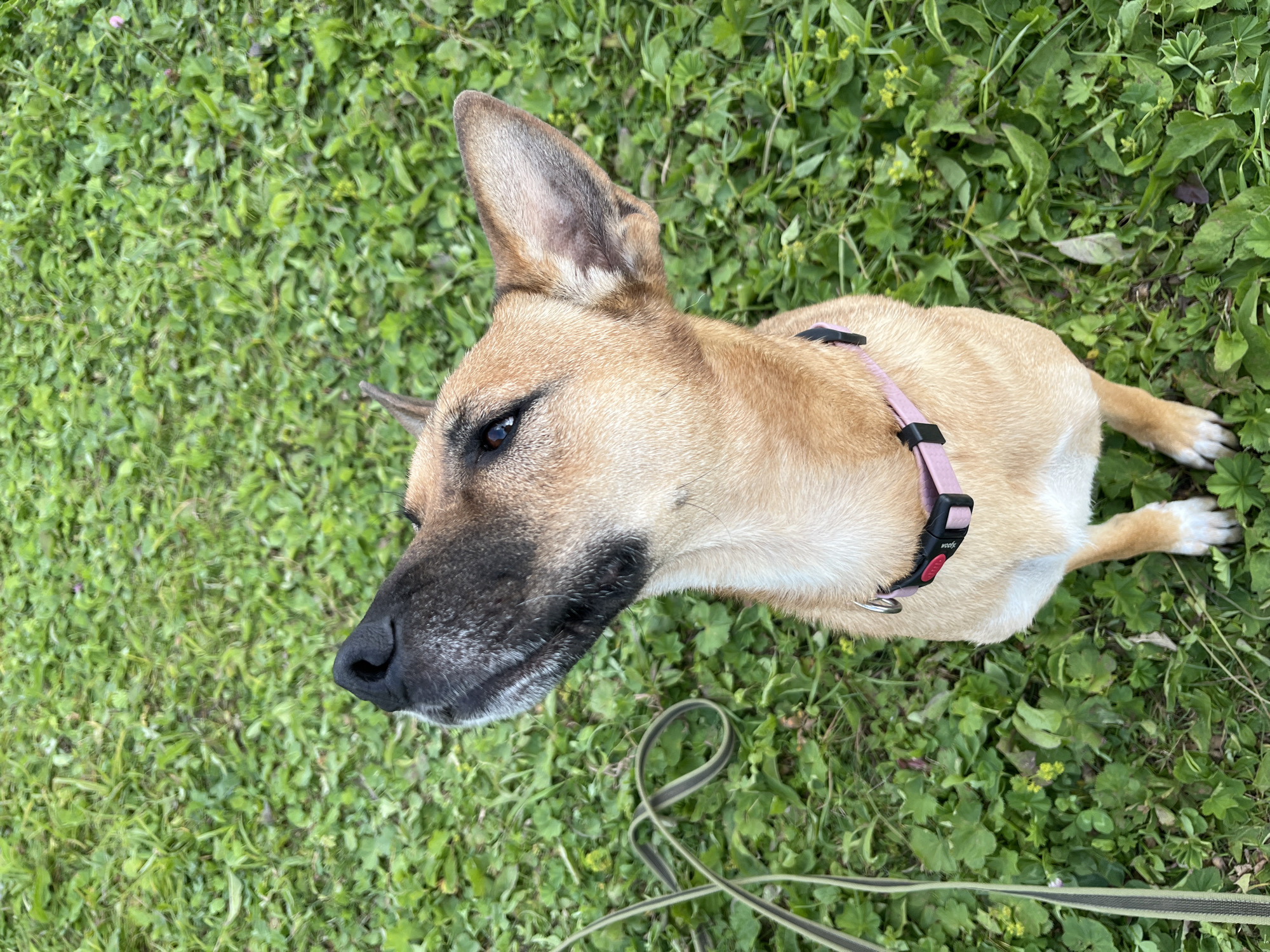 A tan dog with black markings on its face and ears sits on a patch of green grass, looking up and to the left. The dog is wearing a pink collar with a black buckle. A leash lies coiled on the grass to the left of the dog. The background is entirely grass, with some scattered small yellow flowers.