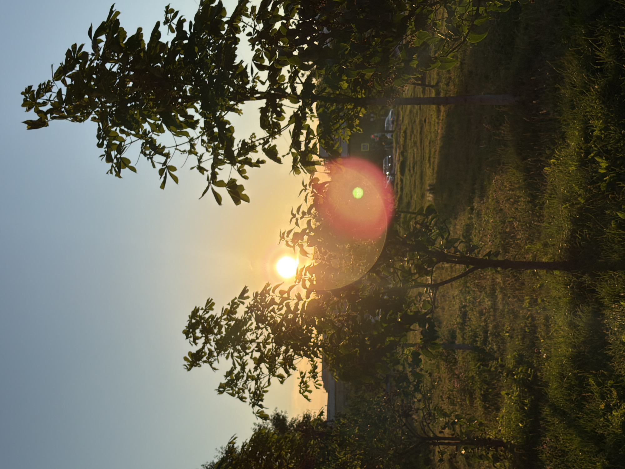 This media file depicts a natural scene with trees, grass, and the sun. The image is oriented vertically. In the foreground, there are several trees with lush green leaves. The sun is visible in the sky, casting a warm glow and creating lens flare. The time of day appears to be either sunrise or sunset, indicated by the soft, golden light. The background shows a grassy area, possibly a field or park, with more trees and some indications of human activity, such as distant vehicles. The overall mood is serene and peaceful, evoking a sense of tranquility in nature. There is no visible text in the image.