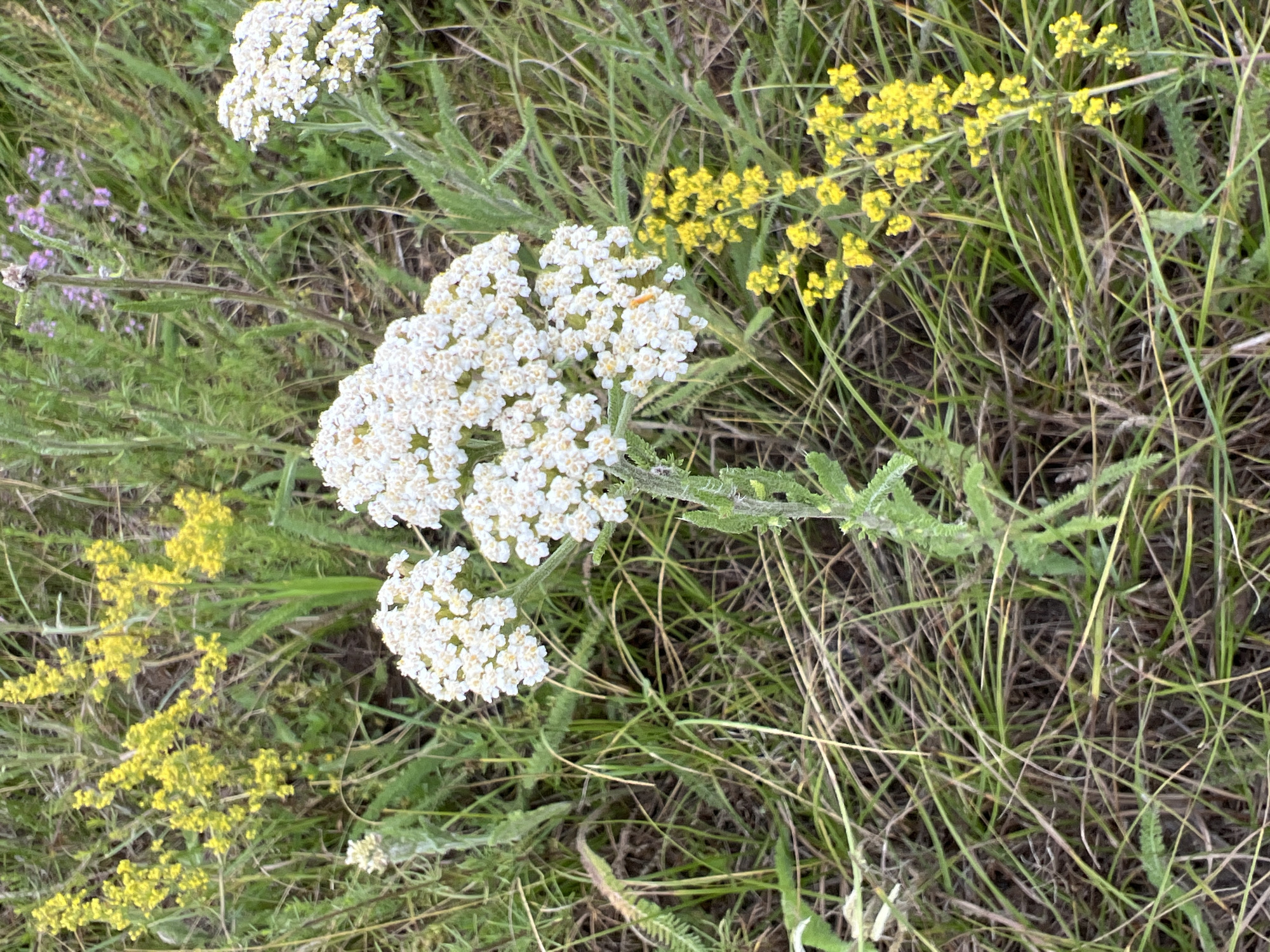 This is a close-up, eye-level shot of white yarrow flowers in a field of grass and yellow wildflowers. The yarrow is in full bloom, with a large cluster of tiny white flowers in the center of the frame. Yellow wildflowers are scattered throughout the background and to the right of the frame. The grass is green and dry in places, with some brown and tan dead grass. The lighting appears to be natural daylight. The scene suggests a natural, outdoor environment, possibly a meadow or a field. The image is well-lit and in focus, providing clear detail of the flowers and their surroundings. The origin of the image is Unknown, Unknown.