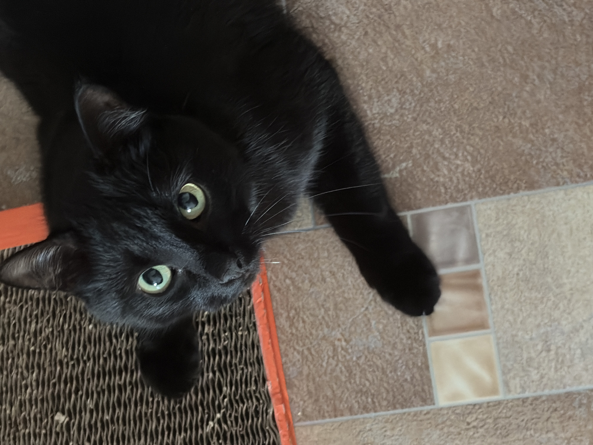A black cat with green eyes is lying on a beige tiled floor, with its head resting on a brown corrugated cardboard scratching post with an orange border. The cat's paw is extended onto the tiled floor.