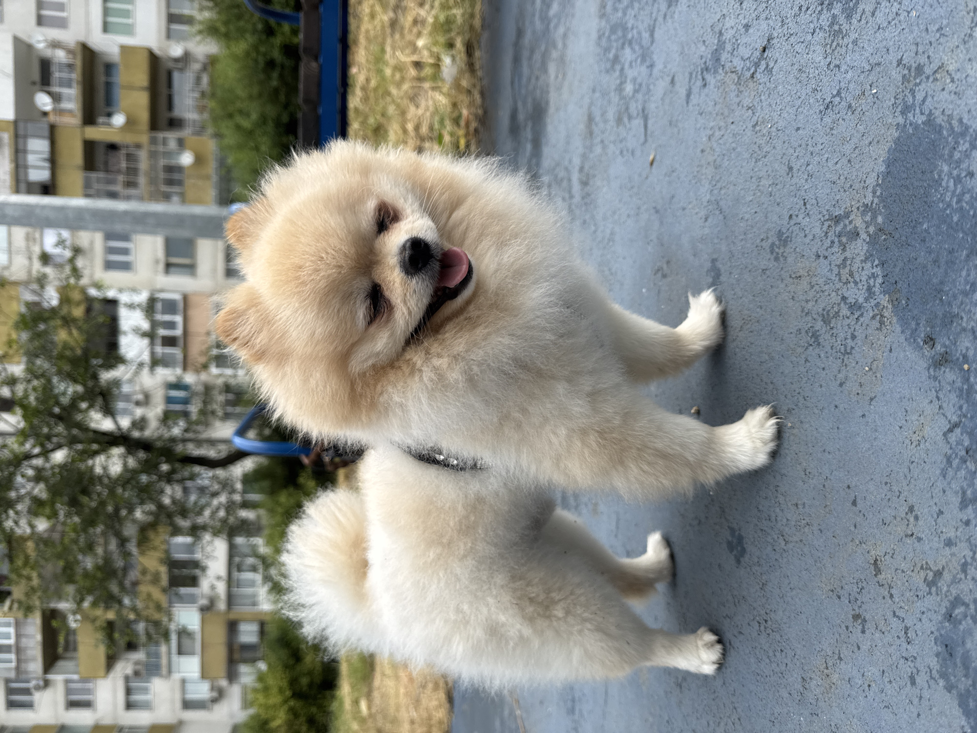 A small, fluffy cream-colored Pomeranian dog stands on a gray, textured surface in an outdoor setting. The dog is facing towards the right of the frame with its mouth open and tongue slightly visible, giving the impression of panting or smiling. It has dark eyes and its fur is thick and soft. The dog is wearing a black collar.
In the background, there are residential buildings with multiple stories and balconies, characteristic of Soviet-era architecture, suggesting an urban environment. Green trees and bushes are visible between the dog and the buildings. Further back, there are hints of a playground with blue structures. The ground surface appears to be asphalt or concrete, worn in places, with some scattered debris. The lighting suggests it is daytime, with overcast conditions. The overall scene is likely a park or a common area within a residential complex in the city of Varna, Bulgaria.