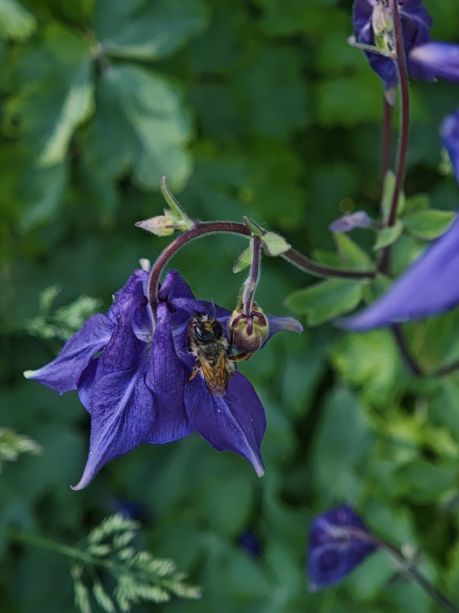 A honeybee is gathering nectar from a purple columbine flower. The flower is in full bloom, with delicate petals and a complex structure. The bee is positioned on the flower, its legs gripping the petals as it extends its proboscis to reach the nectar. The background consists of blurred green foliage, suggesting a garden or natural setting. There is no indication of any information on the location of Parkhomivka, Ukraine.
