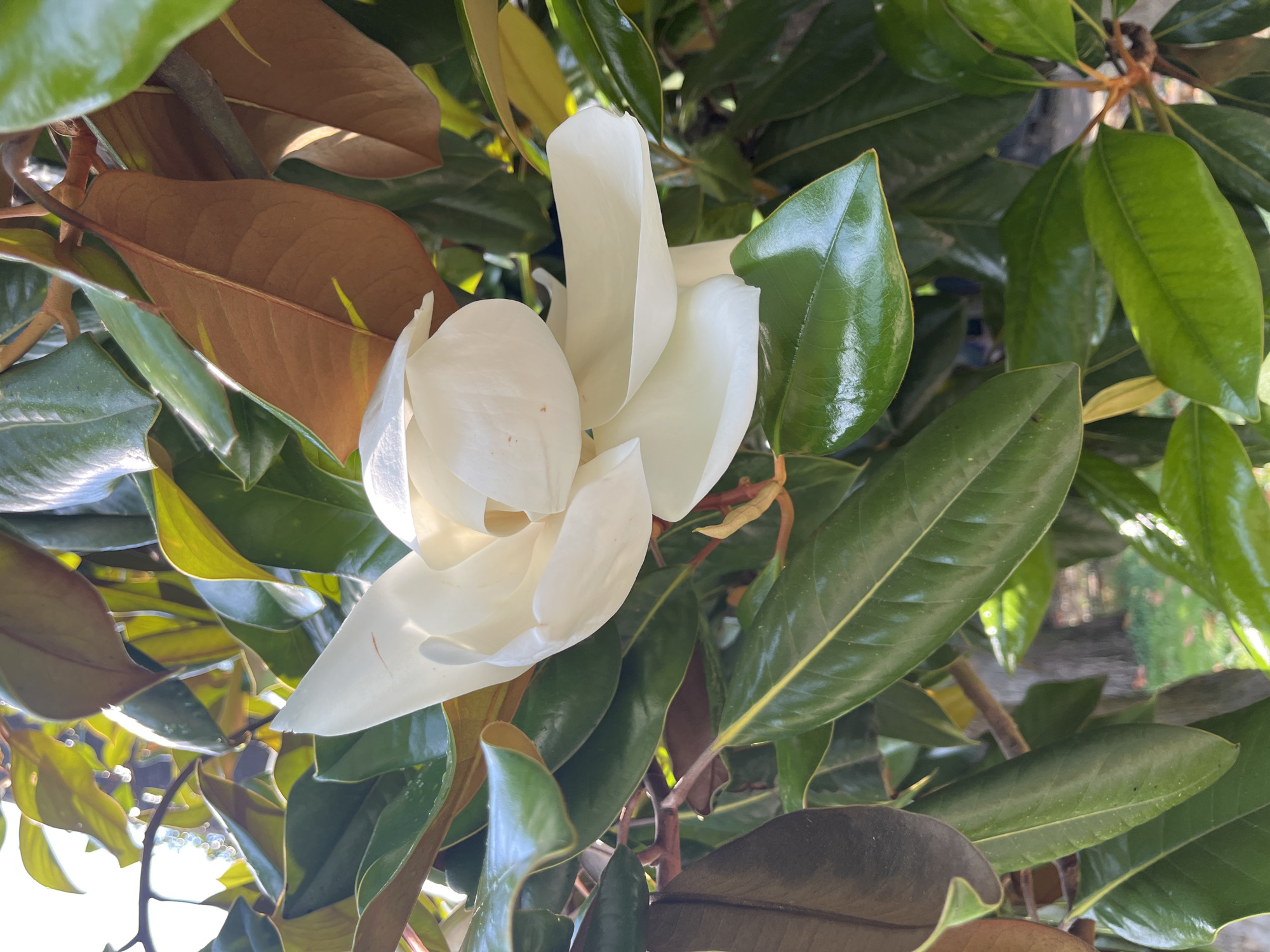 The media file shows a close-up, eye-level shot of a white magnolia flower with several large, glossy green leaves and some brown, leathery leaves. The flower is the central subject, with its petals unfurling in soft, creamy white. The background is filled with the dense foliage of the magnolia tree, with a hint of a sunlit path or garden visible in the distance, suggesting an outdoor setting.
The lighting appears to be natural daylight, casting some shadows and highlighting the glossy texture of the leaves. The time of day is likely daytime, given the brightness of the light. There are no people or animals visible in the image.
The scene evokes a sense of nature's beauty and tranquility. The location context of Sochi, Russia, suggests a potentially temperate or subtropical climate where magnolias can thrive. The image is a still shot, capturing a moment of natural display rather than an ongoing event. There is no visible text within the media file. The focus is entirely on the botanical subject and its surrounding greenery.