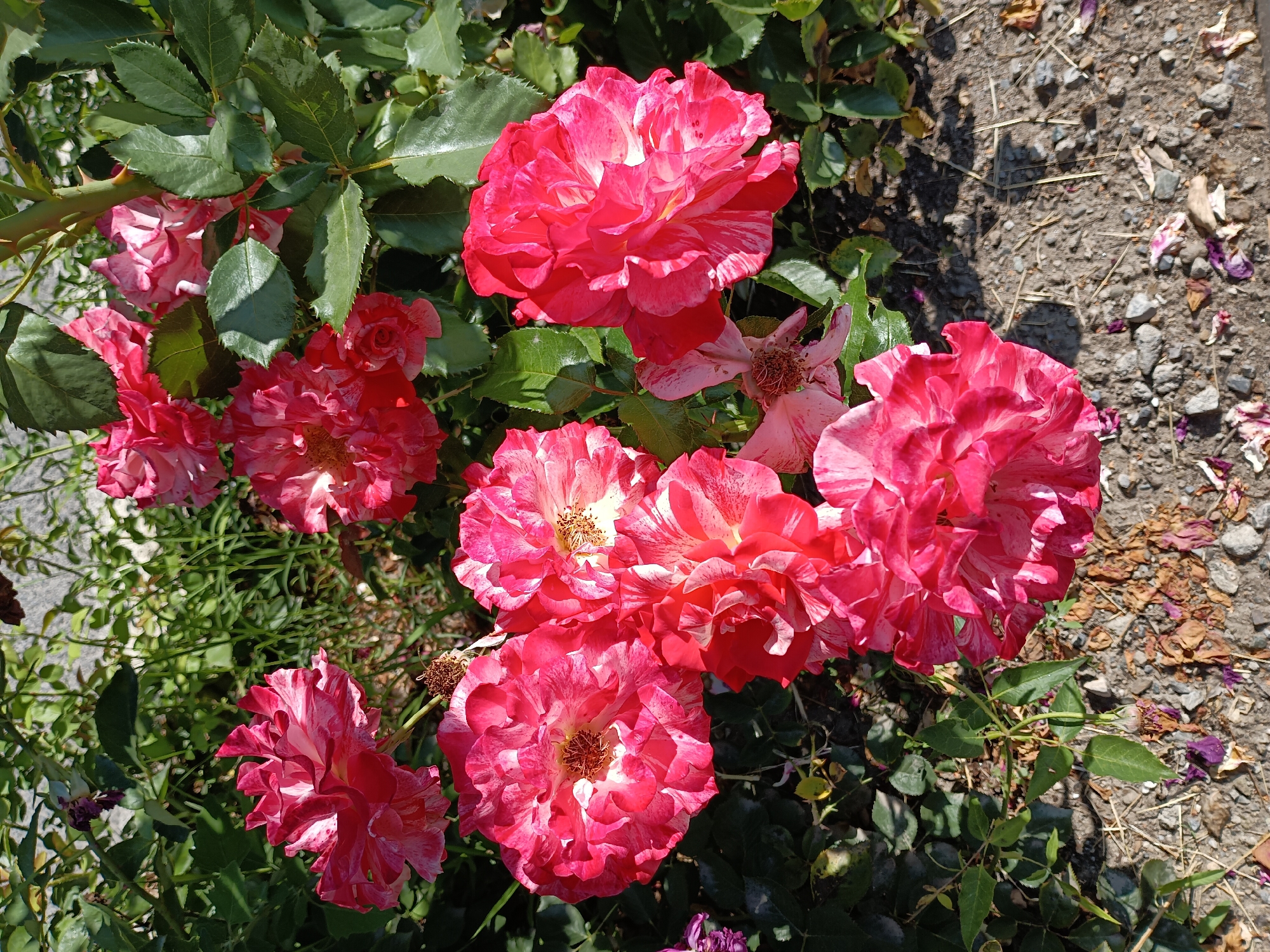A close-up, high-angle shot captures a cluster of pink and white striped roses in bloom, set against a backdrop of green foliage and a gravelly ground. The roses exhibit a ruffled petal structure with vibrant pink edges fading to white in the center, some showing open stamens. Several rose blooms are in various stages of opening, with one fully open and prominent in the lower center, its petals unfurling widely. A few dried petals are scattered on the ground. The scene is illuminated by natural sunlight, creating shadows on the ground and highlighting the texture of the rose petals and leaves. The overall environment suggests an outdoor garden setting. This image was taken on June 3, 2024, at 12:02 PM in Zlatitsa, Bulgaria.