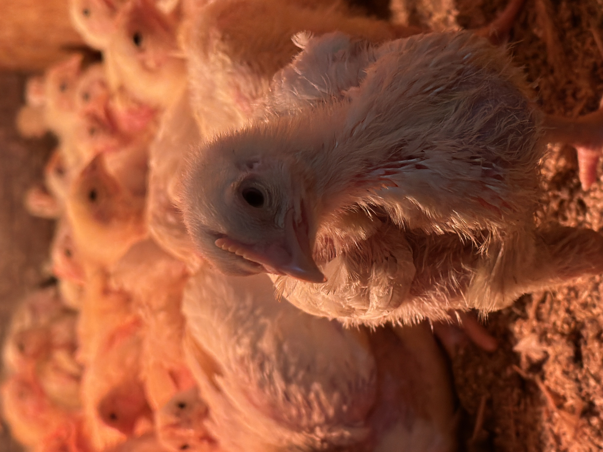 A close-up shot shows a huddle of young, pale yellow chicks resting on a surface of brown bedding, likely wood shavings or similar material. The chicks are densely packed together. One chick is positioned more prominently, facing the viewer. The chick exhibits a small, dark eye, a beak with a slight pinkish hue, and emerging feathers. The chicks appear to be indoors under artificial lighting, which casts a warm glow. The location is not discernible from the image and cannot be determined as being in Бронница, Russia.