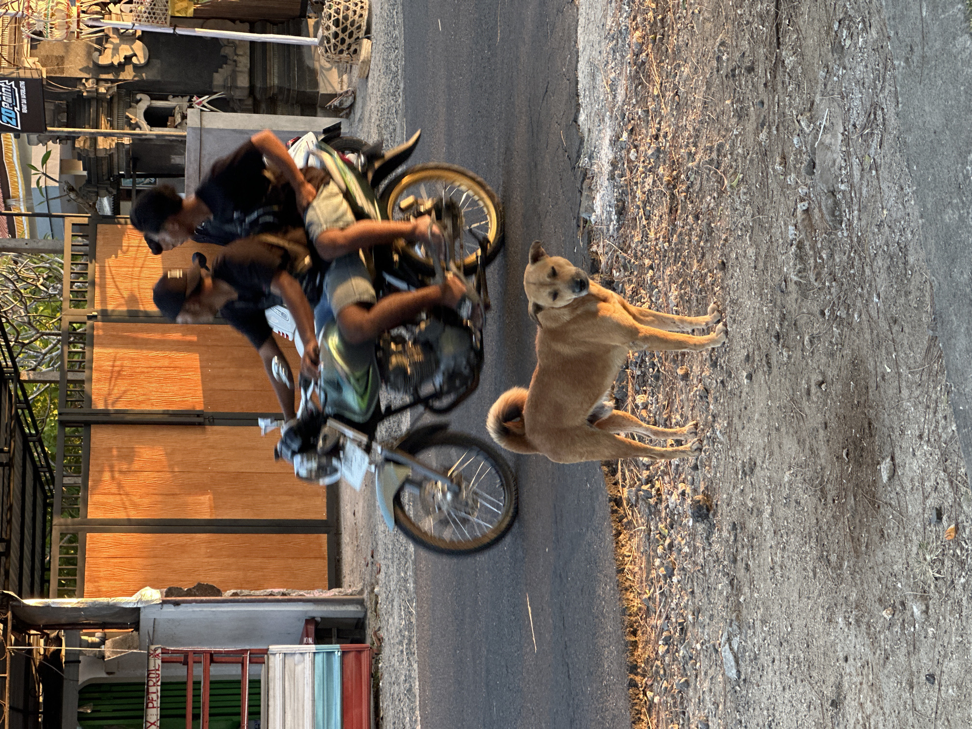This is a vertical, low-angle, medium shot of a street scene in Kuta Selatan, Indonesia. The primary subjects are three people on a motorcycle and a dog. The people, appearing to be young men, are on a green and white motorcycle. One man is driving, another sits behind him, and the third is on the very back. They are all wearing dark t-shirts and are looking forward or slightly down. The dog, a light brown, medium-sized breed, is standing on the side of the road, looking towards the camera with a curious expression.
The setting is a paved road with a rough, gravelly shoulder. To the left of the road, there is a building with a large wooden facade, likely a shop or home. Above the wooden facade, there are glimpses of architectural details that suggest a temple or ornate structure. Further left, a black metal fence and some greenery are visible, along with what appears to be a sign with the text "ZO PAIN!" in white lettering on a black background. Below the wooden facade, there's a building with a gray concrete wall and a red frame structure with colorful metal siding.
The time of day appears to be late afternoon or early evening, as indicated by the warm, golden light casting long shadows. The weather seems fair and dry. The overall mood is candid and depicts a moment of everyday life in a busy street environment, with the dog's attentive gaze adding a touch of charm.