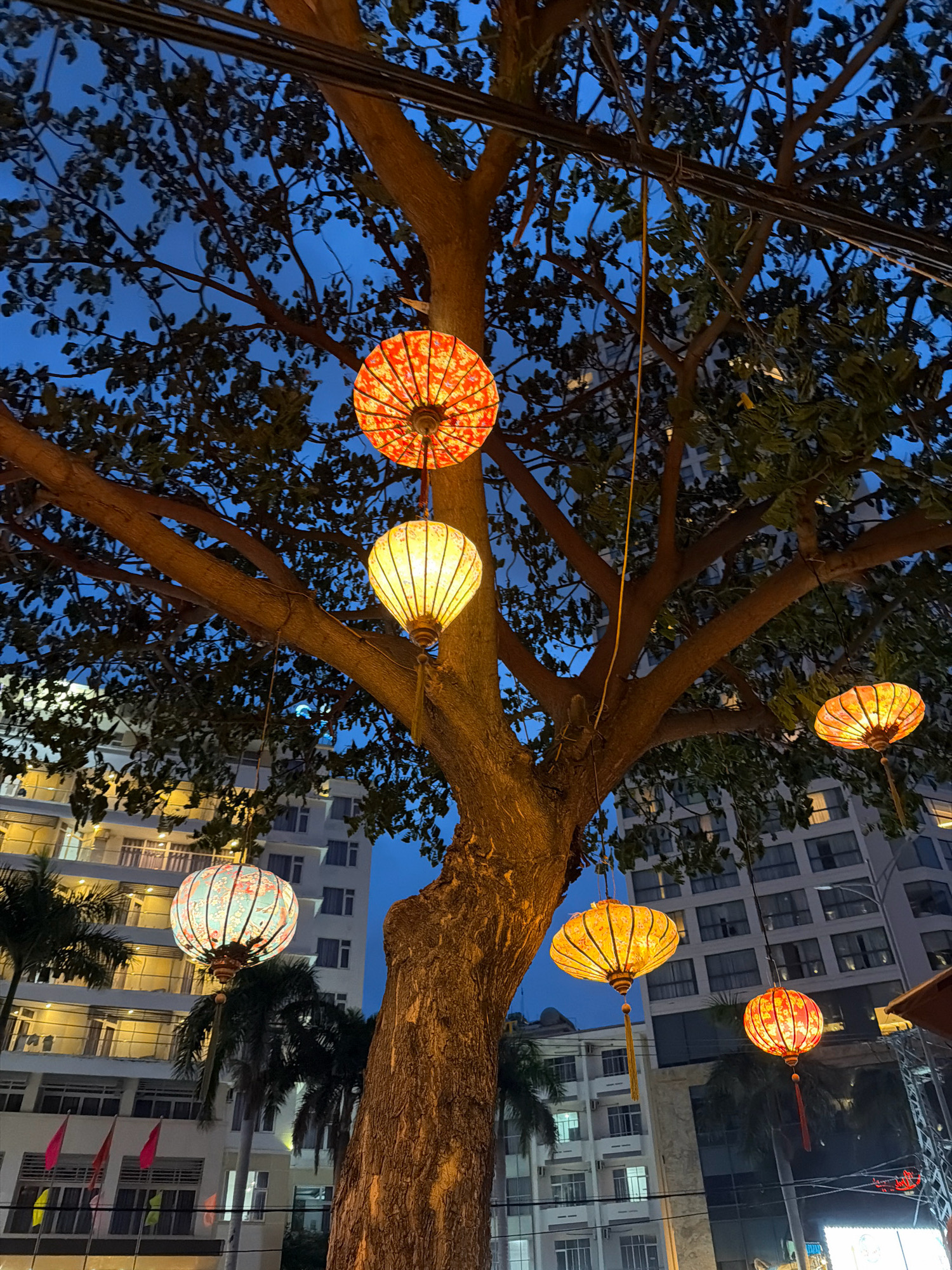 The image captures a street scene at dusk in Nha Trang, Vietnam, featuring a large tree adorned with several illuminated lanterns hanging from its branches. The lanterns are of various colors, including red and yellow, and some have intricate patterns. The tree's trunk is thick and textured, and its branches spread out, partially obscuring the blue sky above. In the background, modern buildings with multiple windows and balconies are visible, some of which are lit from within. Palm trees are interspersed between the tree and the buildings, adding to the tropical ambiance. The overall atmosphere is festive and inviting, suggesting a lively urban environment.