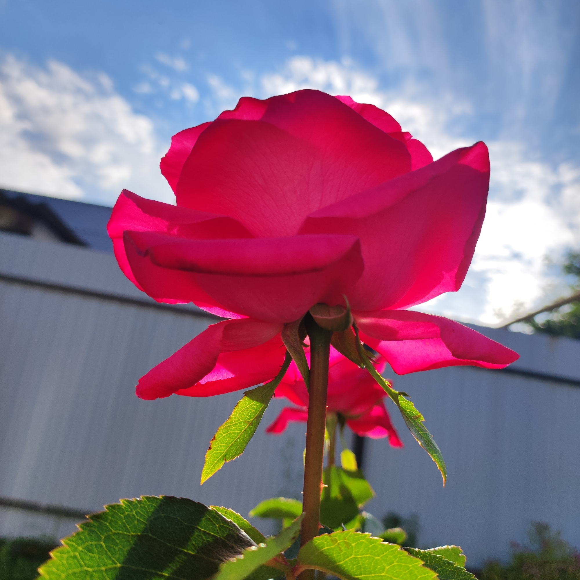 This is a close-up, low-angle shot of a vibrant pink rose in bloom, set against a bright blue sky with scattered white clouds. The sun is shining, casting a warm glow and backlighting the rose petals, making them appear translucent and highlighting their delicate veins. The rose is in focus, with its petals unfurling and curving upwards. Some of its green leaves are visible at the bottom of the frame, with a textured, serrated edge. Behind the rose, a white picket fence runs horizontally across the middle ground, suggesting an outdoor garden or yard setting. The fence is partially obscured by the rose and its foliage. Further in the background, the roofline of a building is visible, with trees or other greenery on the right side of the frame. The image appears to be taken during the daytime, likely in the late morning or afternoon, given the bright sunlight and clear sky. The overall mood is one of natural beauty and tranquility. There is no visible text in the image.