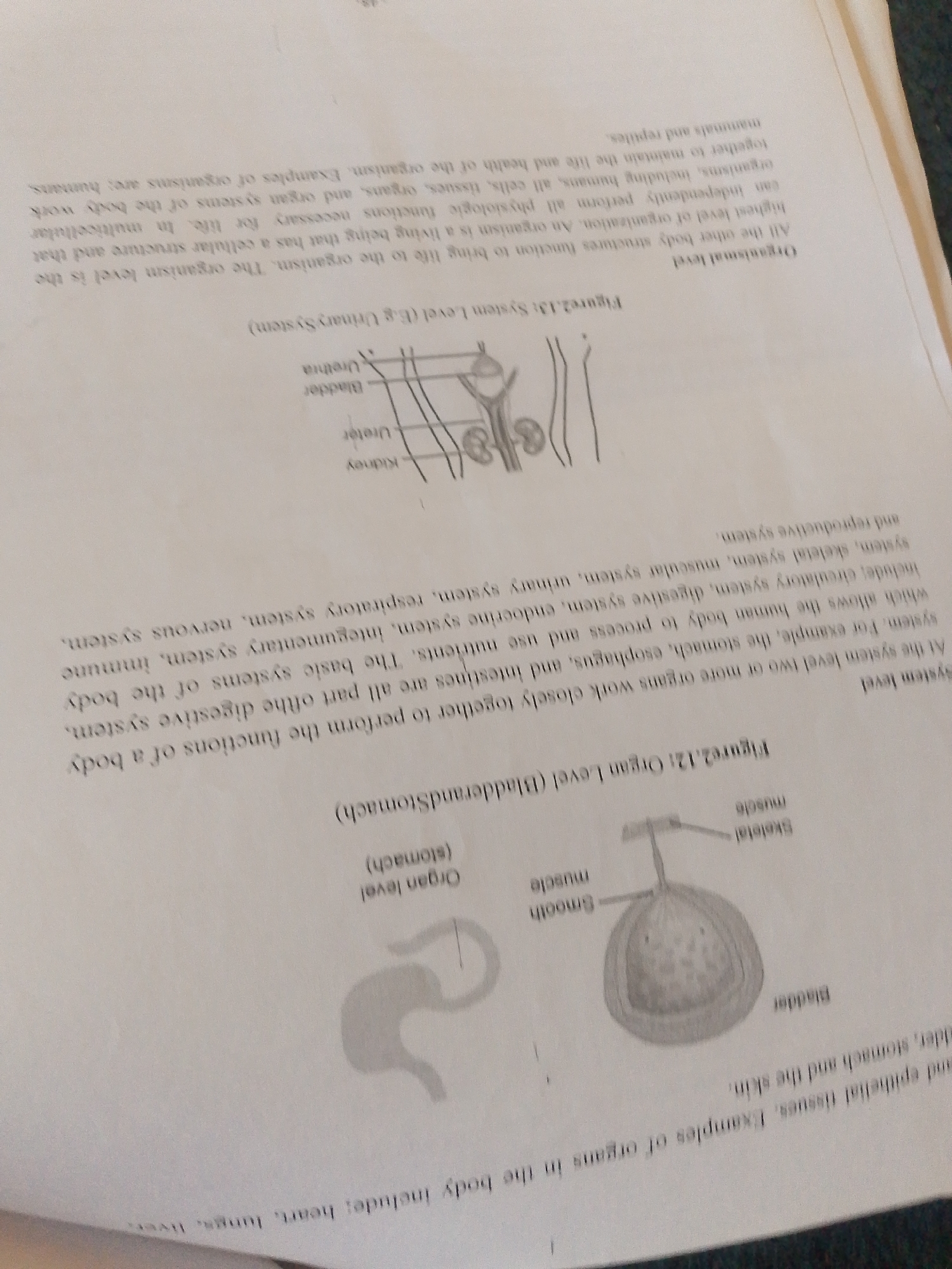 The media file is a photograph of a page from a biology textbook. The page contains text and illustrations related to levels of biological organization. The text discusses organismal level, system level, and organ level.
The subjects are printed words and diagrams. The objects are the printed text and illustrations depicting a urinary system and a stomach with associated muscles. The scene is a flat surface, likely a desk or table, with the open textbook. The setting is implied to be an educational environment, given the nature of the content.
There is no discernable activity or event taking place beyond the presentation of information from a book. There are no people, animals, or explicit outdoor scenery.
Notable details include the specific labels within the illustrations: "Kidney," "Ureter," "Bladder," "Urethra" for the urinary system diagram, and "Skeletal muscle," "Smooth muscle," and "Bladder" for the stomach illustration. The text also explicitly mentions examples of systems and organs. The time of day, weather, and emotions are not applicable as the image is of a static page. There are no location cues to suggest Jalingo, Nigeria, within the visible content of the image.
The visible text includes titles such as "Organismal level," "Figure2.13: System Level (E.g Urinary System)," "Organ level (stomach)," and "Figure2.12: Organ Level (BladderandStomach)." The surrounding text provides definitions and examples for each level of biological organization.