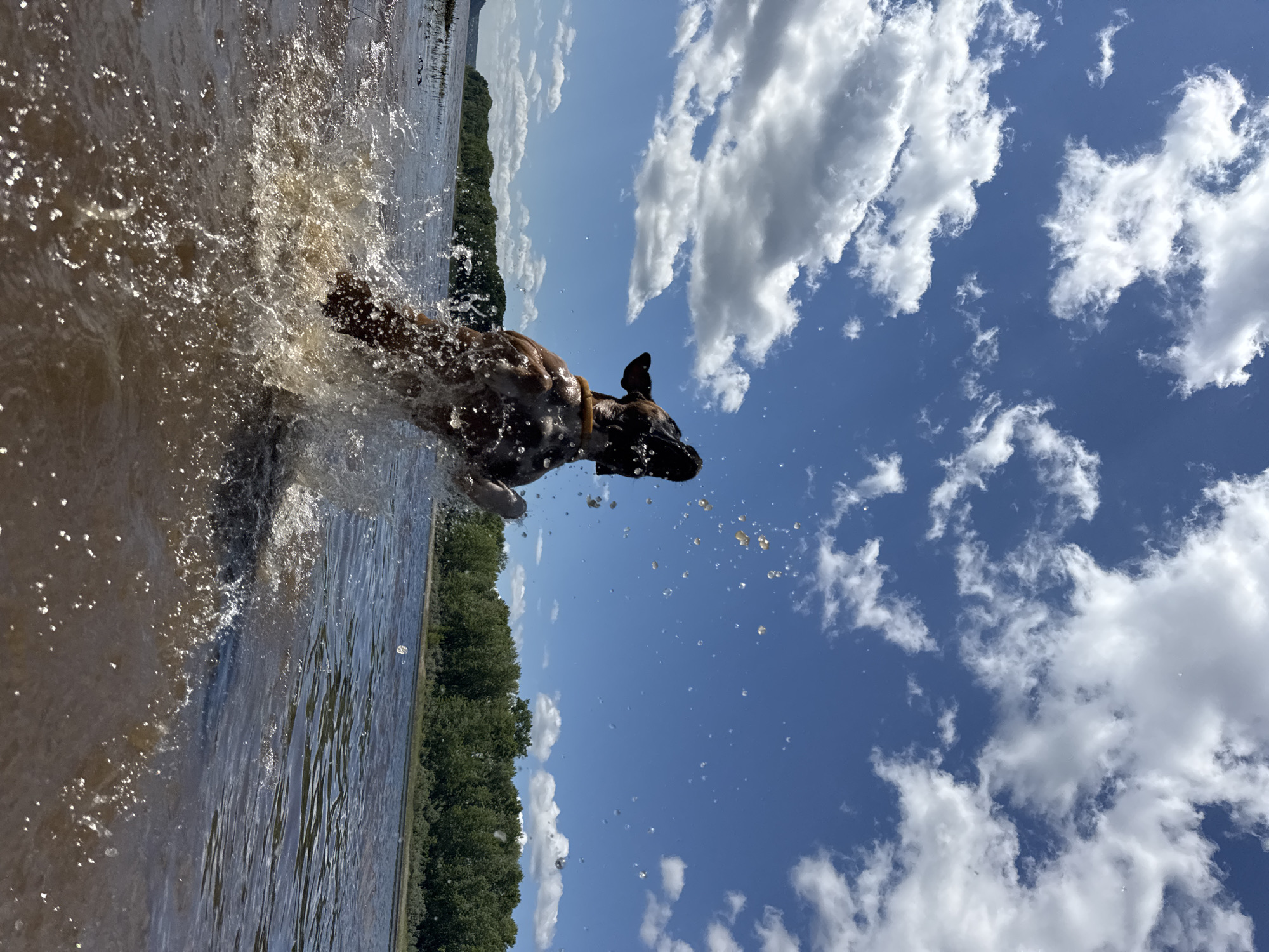 A brown and white dog with its mouth open is captured mid-air, leaping out of a body of water, creating a large splash. The dog is wearing a collar. The water is murky brown and reflects the sky, which is a bright blue with scattered white clouds. In the background, a line of green trees borders the water. The image appears to be taken on a sunny day. The location is the Kama River in Chaikovsky, Russia.