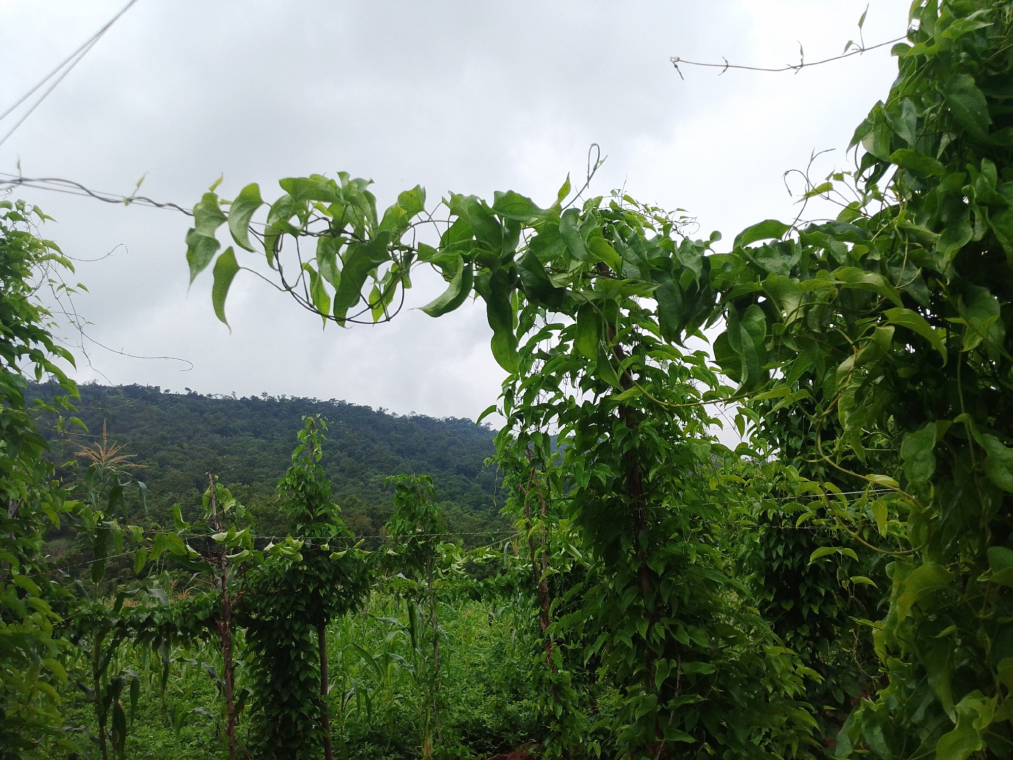 The image depicts a lush, green landscape with a focus on vegetation. In the foreground, several tall, slender plants are visible, covered in dense green leaves and vines. These plants appear to be growing upwards, with some vines reaching across to other plants or supported by thin wires. The leaves are a vibrant green, with some showing a slightly elongated, pointed shape.
Behind the foreground plants, a field of what appears to be corn can be seen, with tall stalks and green leaves. Further in the background, a dense forest covers a hillside, with the trees creating a dark green canopy. The sky above is overcast and cloudy, with a light gray hue. The overall impression is one of a natural, overgrown environment. The scene is outdoors, possibly in a rural or agricultural setting, given the presence of corn.