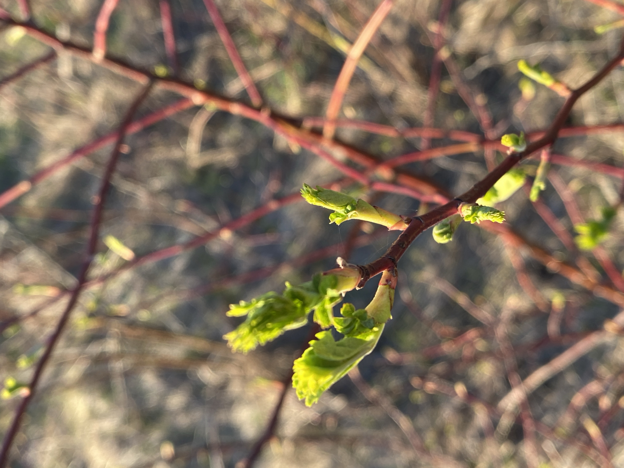 The image shows a close-up of a branch with emerging leaves, likely in early spring. The branch is reddish-brown, and the leaves are a vibrant green, suggesting new growth. The background is blurred, but appears to be a mix of dry vegetation and other branches, indicating an outdoor setting. Based on the location provided, the image was taken in Прикамский, Russia. There are no people visible in the image. The focus is solely on the plant life, specifically the budding process.