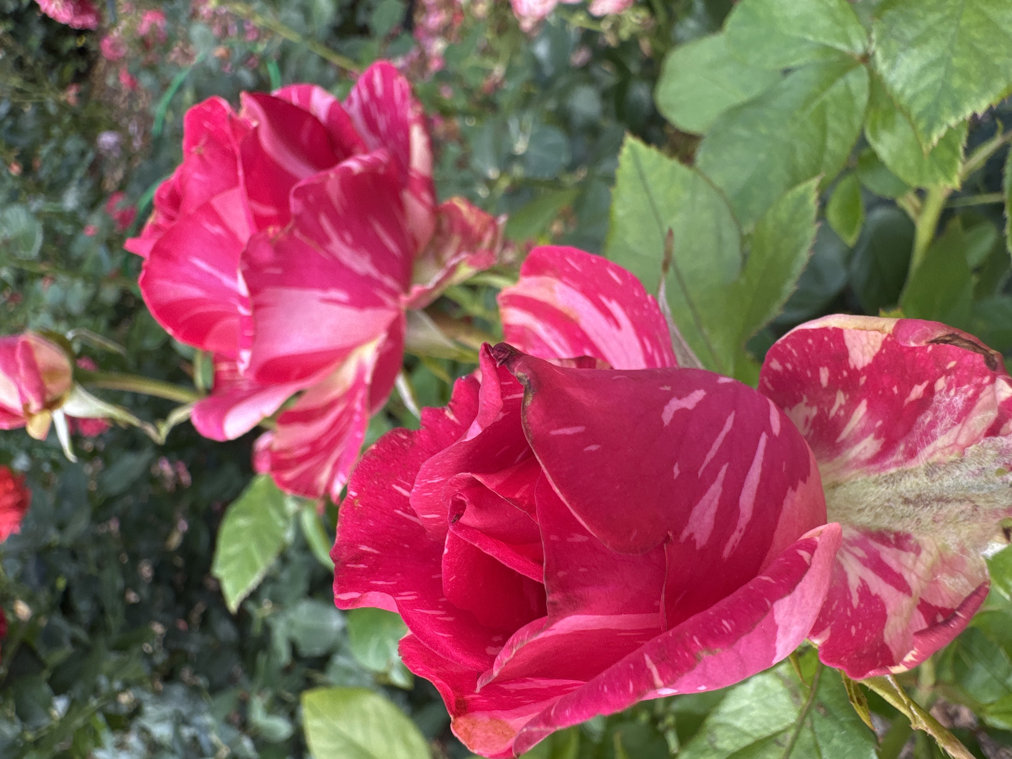 Two bicolor pink and white roses are in focus, with a blurred background of green foliage and other pink flowers, suggesting a garden setting in Saint Petersburg, Russia. The rose in the foreground, on the left, is tightly furled, showcasing its vibrant magenta and white striped petals. A few small, light-colored insects are visible on its petals. Behind it, another rose is more open, its striped petals curving outward. The leaves are a rich green, with some appearing slightly worn or damaged. The overall impression is one of natural beauty, likely in a park or botanical garden in Saint Petersburg.