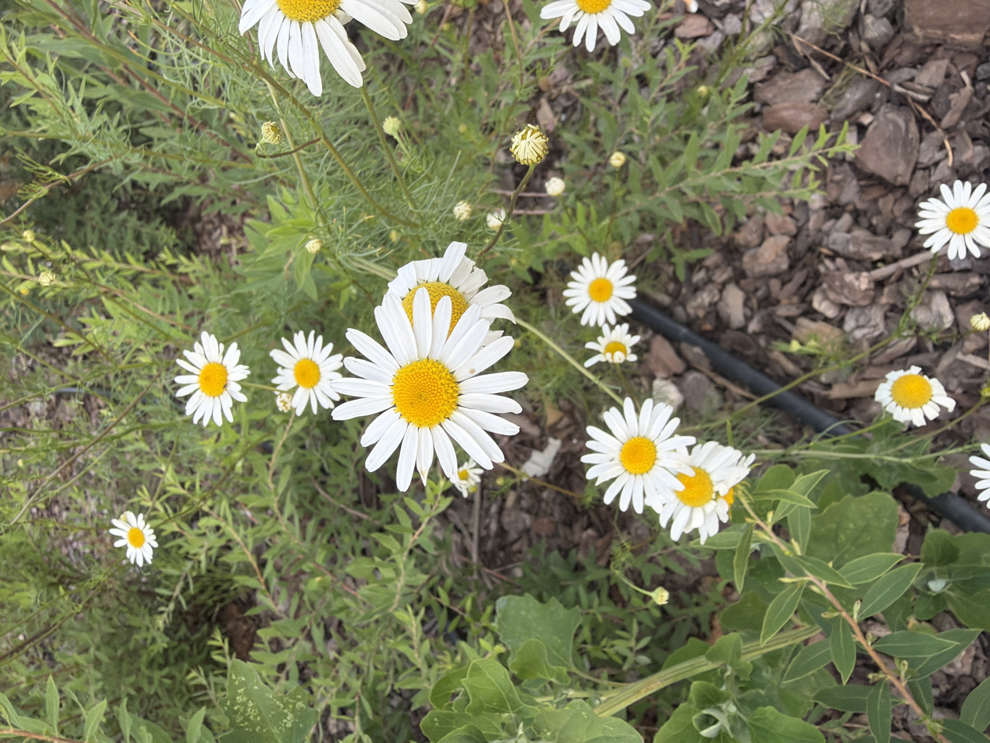 The image shows a close-up view of several daisies with white petals and yellow centers, growing in a garden. The daisies are surrounded by green foliage and dark brown mulch. In the background, there are more green plants and some dried leaves. A black irrigation tube is visible running through the mulch. The scene is outdoors, with natural lighting. There are no people or animals visible in the image. The photograph was taken in Łódź, Poland, in a garden setting.