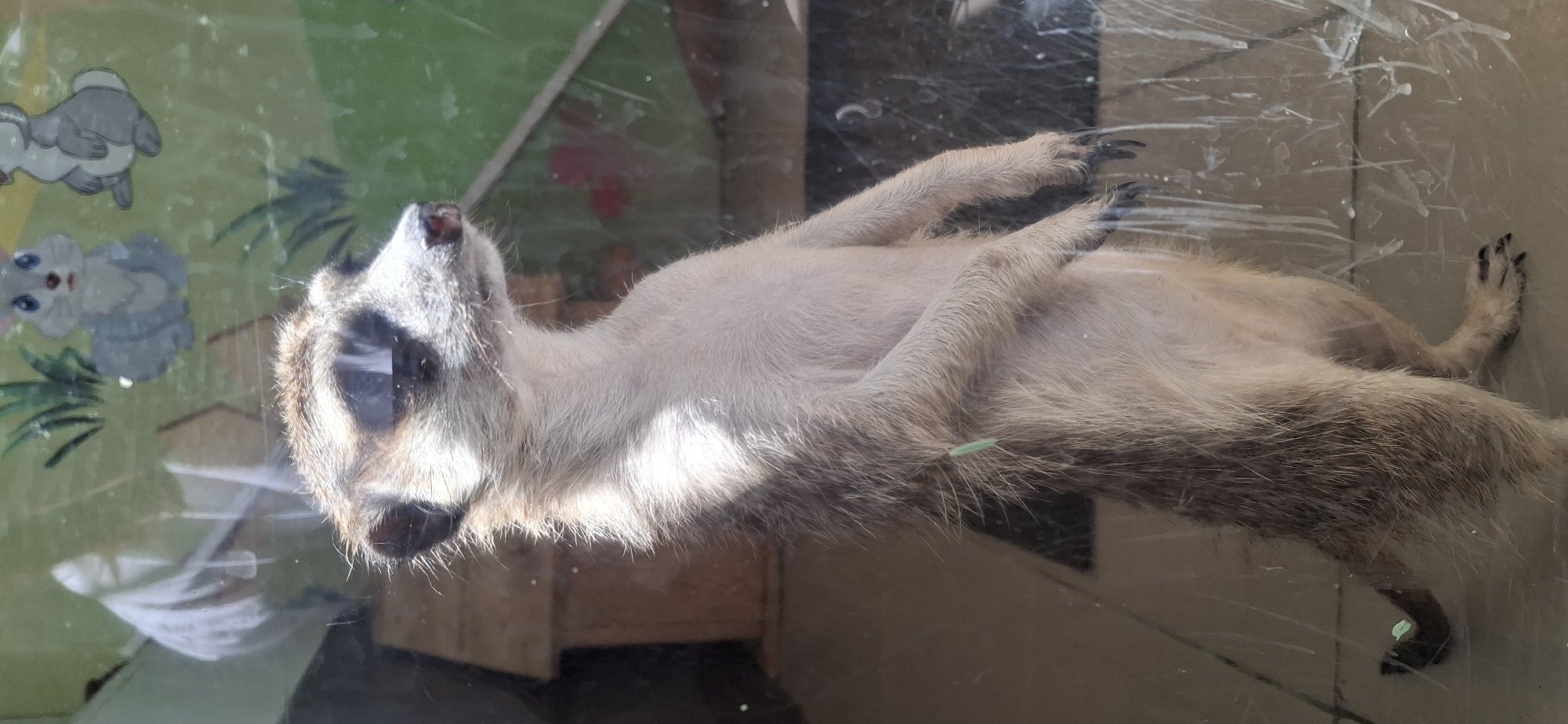 The image depicts a meerkat lying on its back, seemingly taxidermied and displayed behind glass. The animal's face, chest, and limbs are visible, with prominent claws on its outstretched paws. The glass surface exhibits streaks and smudges. Reflections in the glass reveal elements of the surrounding environment, including children's drawings or murals with rabbit and grass imagery, a wooden structure, and possibly foliage. The photograph was taken in Chaikovsky, Russia.