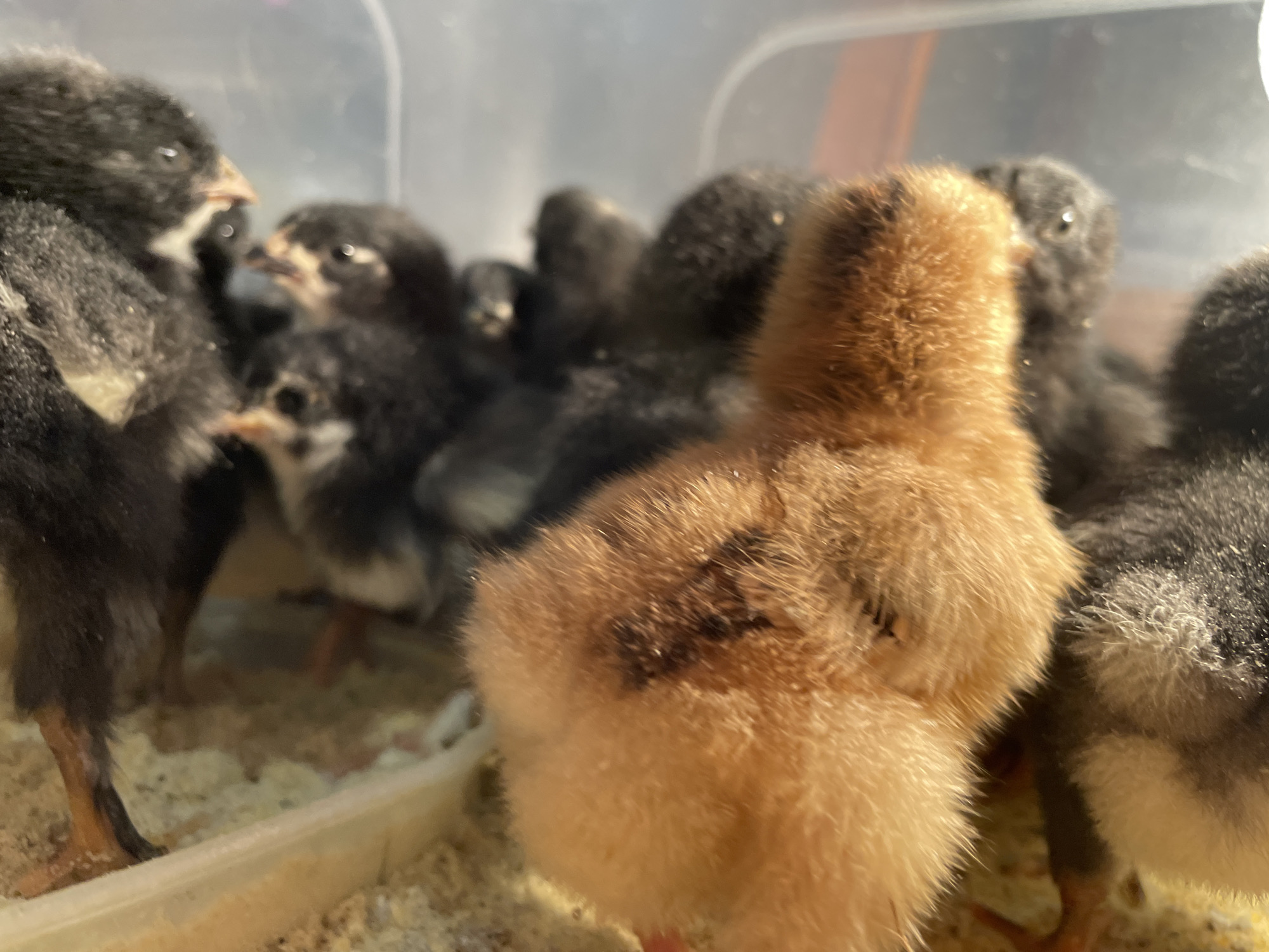 A group of approximately seven to ten very young chicks is contained within an enclosure, likely a brooder, with transparent walls. In the foreground, a light brown chick with downy feathers and a darker brown patch on its back stands facing away from the viewer. Surrounding this central chick are multiple black or very dark gray chicks, some showing small white markings on their chests or wings. Their tiny, dark eyes and pale, pointed beaks are discernible on the more in-focus individuals. The chicks are standing on a light-colored, granular substrate, possibly bedding material or feed, which covers the floor of the enclosure. A low, translucent feeder or trough is partially visible in the bottom-left corner, containing similar granular material. The scene is brightly lit, casting soft shadows. The blurry background suggests the interior of the enclosure. No people are visible. The specific location in the city of Zlatograd, Bulgaria, cannot be determined from the visual content of the image.