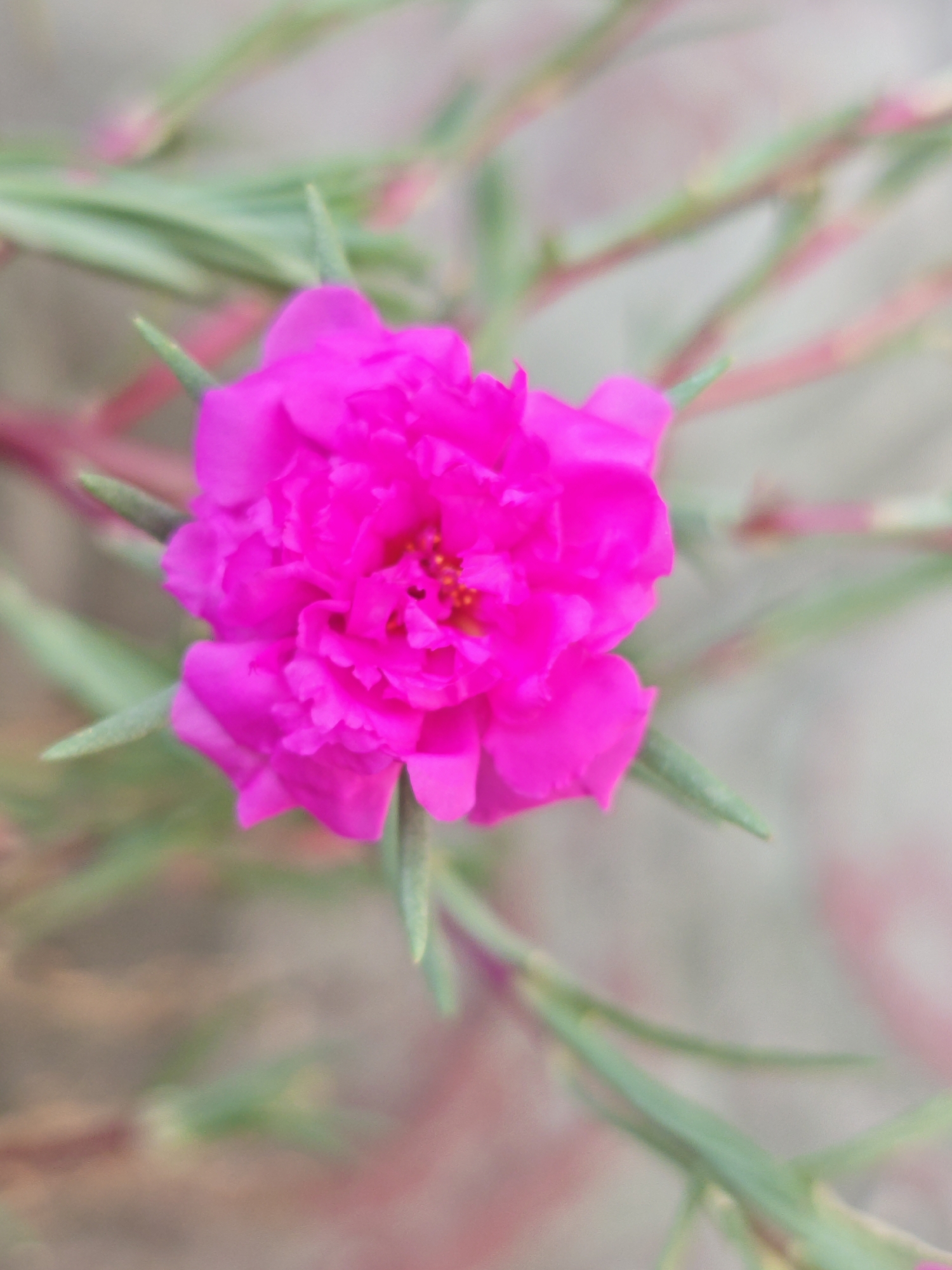 A close-up, shallow depth of field shot features a vibrant magenta flower at the center, with delicate, ruffled petals. The flower is surrounded by thin, green leaves and stems, which are blurred due to the shallow focus. The background is a soft, out-of-focus blend of pale grays, greens, and hints of pink, suggesting a natural, possibly garden setting in Lhokseumawe, Indonesia. No people or other objects are visible.