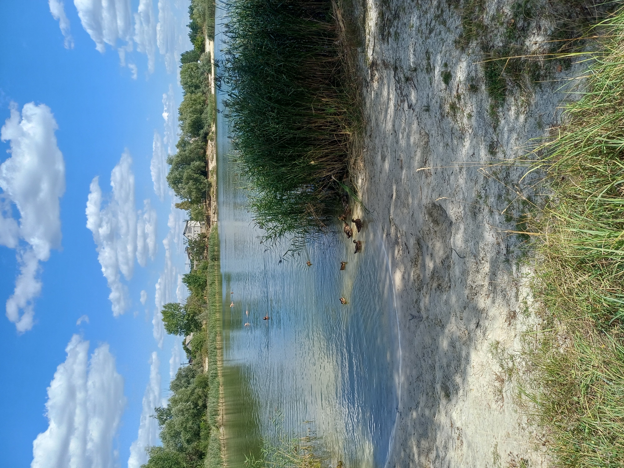 In Vlasivka, Ukraine, this image depicts a tranquil scene on a sunny day, likely at a lakeside or pond. The foreground is a sandy bank with sparse green grass. The calm, clear water of the lake occupies the middle ground, reflecting the bright blue sky dotted with fluffy white clouds. Several ducks are visible in the water near the shore and further out. In the distance, across the lake, is a lush green treeline and a few buildings, suggesting a rural or semi-rural residential area. The overall atmosphere is peaceful and natural, typical of a summer day in the Ukrainian countryside.