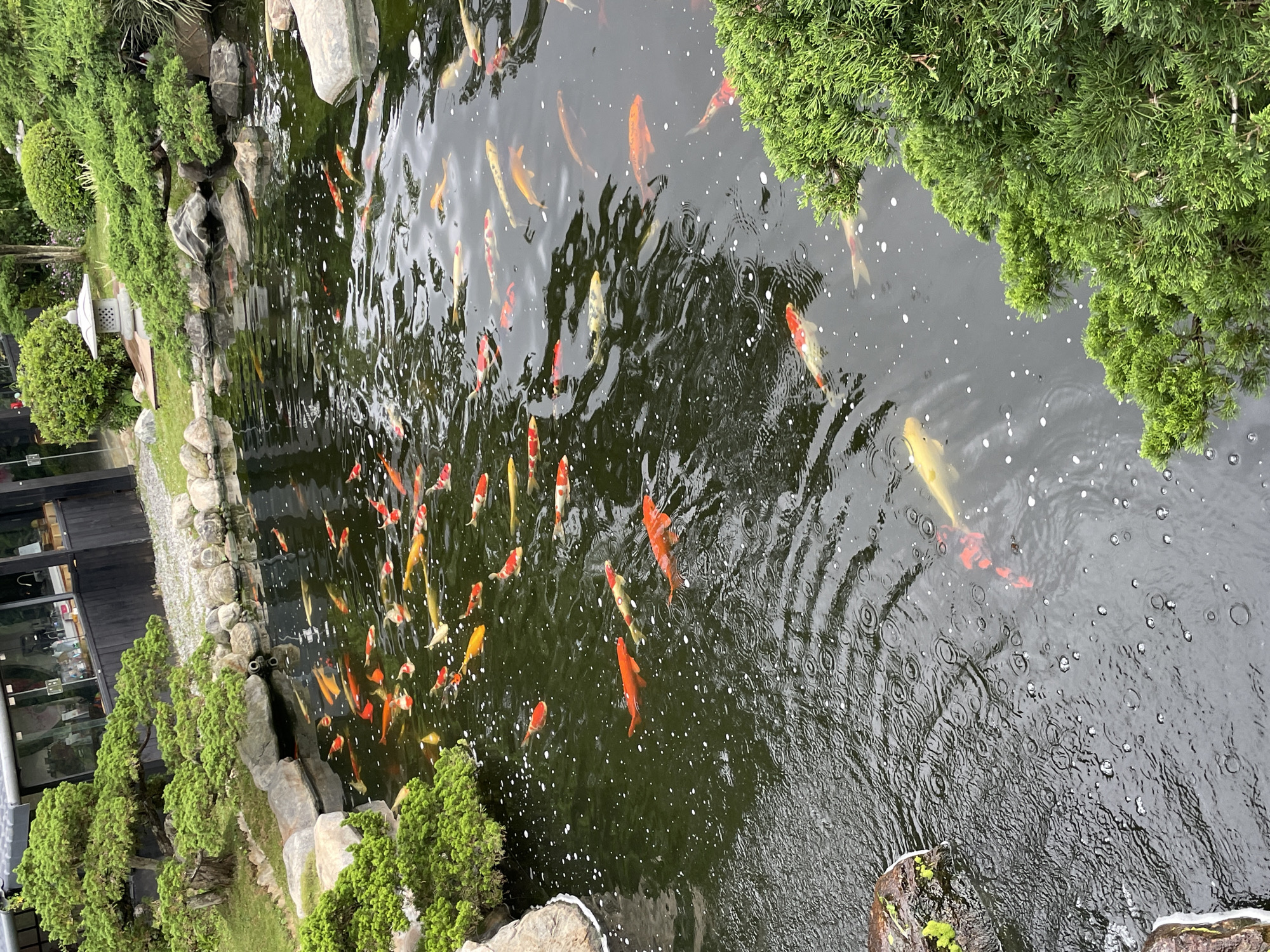 The image captures a vibrant koi pond situated within the serene ambiance of Cam Ly - Đà Lạt, Vietnam. The pond, teeming with a multitude of colorful koi fish, is surrounded by lush, meticulously manicured greenery, characteristic of a Japanese garden. The water's surface is disturbed by gentle ripples, indicating the presence of rain, further enhancing the tranquil atmosphere. Various koi, predominantly in shades of orange, white, and black, glide gracefully through the dark water, creating a dynamic display of color and movement. In the background, a modern building with large glass windows and dark wood accents is visible, juxtaposed against the natural beauty of the garden. A stone lantern, a traditional element often found in Asian gardens, stands amidst the foliage, adding to the aesthetic appeal of the scene. The overall composition evokes a sense of peace and natural harmony, characteristic of the picturesque landscapes of Đà Lạt.