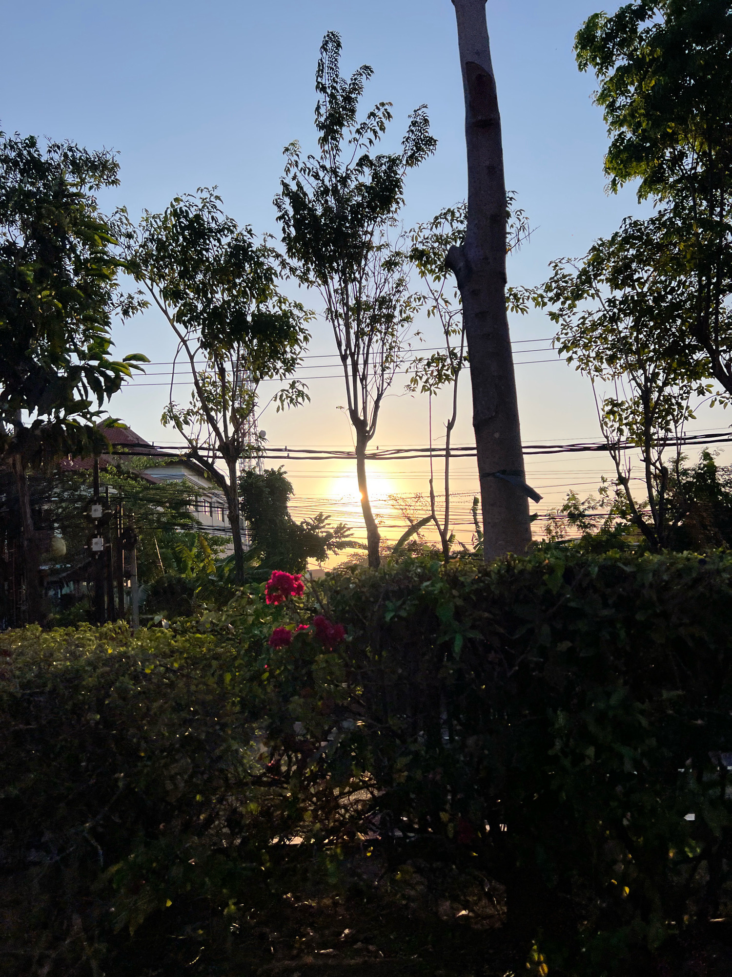 The image depicts a scene in Kuta, Indonesia, at sunset. The foreground is dominated by a dense, dark green hedge, with some areas catching the fading sunlight. A cluster of vibrant pink flowers, possibly bougainvillea, is visible near the center-left of the hedge. Behind the hedge, several trees with leafy canopies are silhouetted against the bright sky. A prominent, thick tree trunk stands to the right of center. Electrical wires are strung between poles, crisscrossing the middle ground. In the background, a multi-story building with a terracotta roof is partially obscured by foliage. The setting sun creates a warm glow on the horizon, casting long shadows and illuminating the edges of the leaves and branches. The sky transitions from a pale blue at the top to a soft orange and yellow near the horizon. No people are visible in the image.