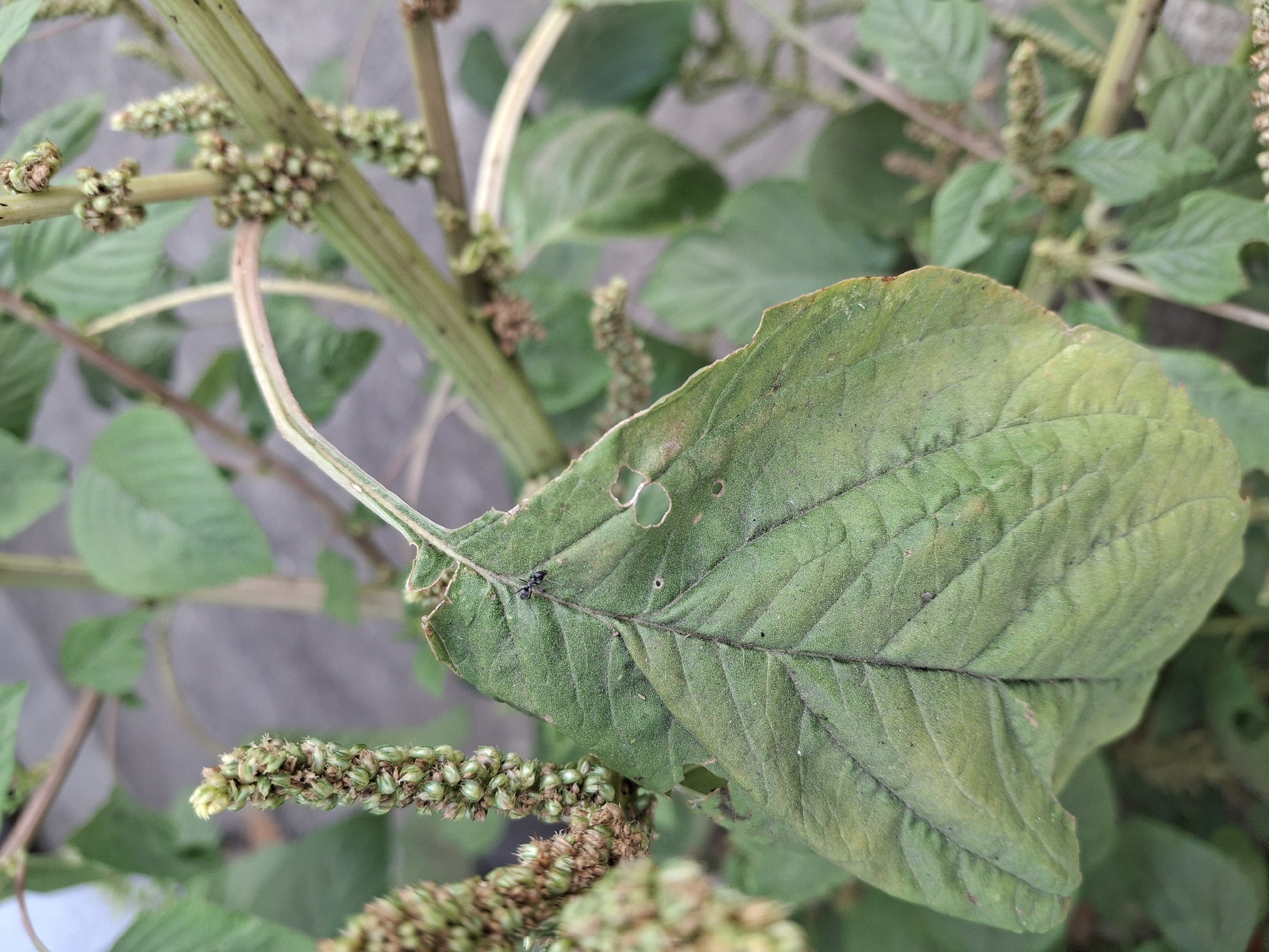 A close-up, eye-level shot focuses on a portion of a plant, likely found in the urban environment of Labruk Kidul, Indonesia. The plant exhibits several seed stalks with small, clustered green seed pods, some of which have begun to dry and turn brown. One large, textured green leaf, showing signs of damage with torn edges and small holes, dominates the foreground. An ant is visible on the surface of this leaf. The background is blurred, revealing more of the plant's foliage and stems, as well as a gray, indistinct surface that could be a pavement or wall, suggesting an outdoor, possibly garden or roadside, setting. The lighting is natural, with diffused light casting soft shadows.