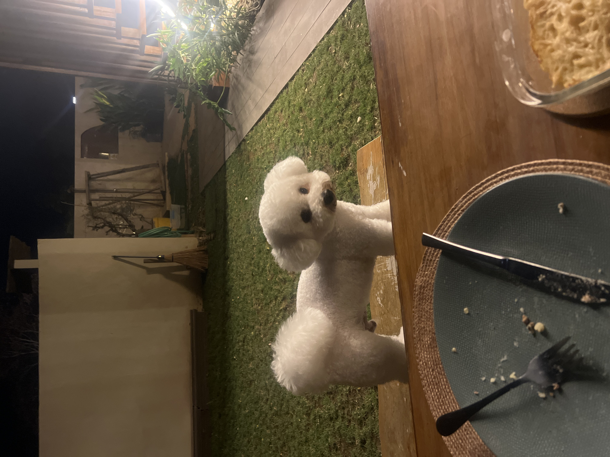 A white Bichon Frise dog with a fluffy tail is standing on a wooden plank in a grassy yard at night. The dog is looking towards the camera. In the foreground, a dirty plate with a fork and knife rests on a wooden table, suggesting a meal has just concluded. Behind the dog, a plain beige wall is visible, with a broom leaning against it. Further back, there are some outdoor lights and lush green plants, indicating a residential area with a garden. The scene appears to be a casual, outdoor setting in Kediri, Indonesia, possibly a backyard or patio area of a home, as suggested by the presence of outdoor furniture and landscaping.