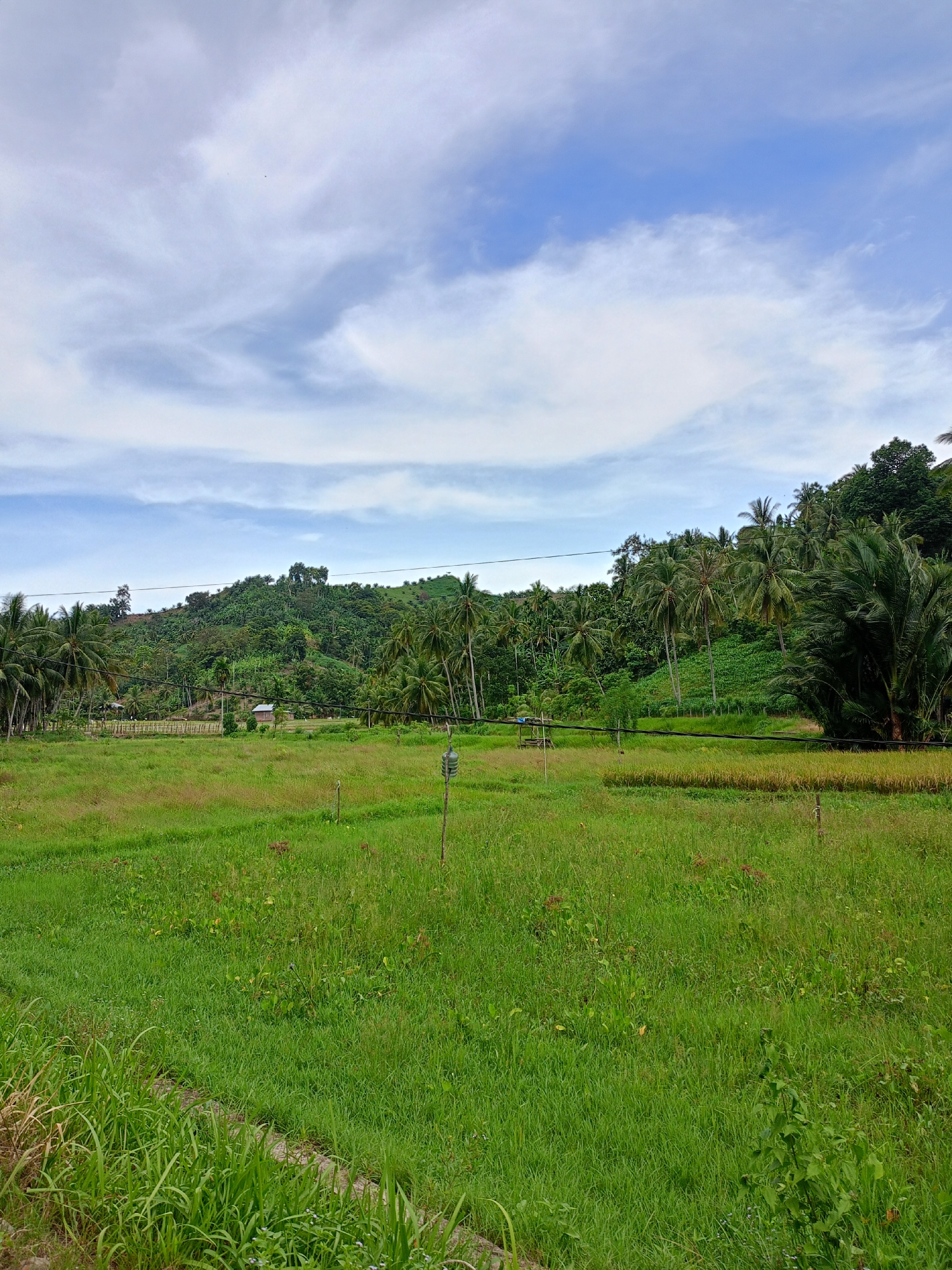 The image shows a rural scene in Palohpanyang, Indonesia. In the foreground is a field of tall, green grass and some weeds, suggesting it is unkempt or used for grazing. The middle ground features a green hillside densely populated with palm trees and other vegetation. There appears to be a small building or structure nestled in the trees. The background is dominated by a blue sky with scattered white clouds. A few power lines cut across the mid-ground of the image. There are no people visible.