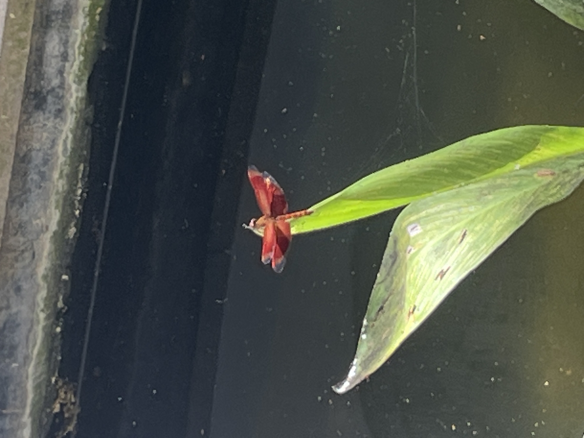 A dragonfly rests on a green leaf. The leaf is positioned over a dark, murky body of water. A concrete structure is visible to the left of the water. Fine webbing-like strands stretch above the leaf.