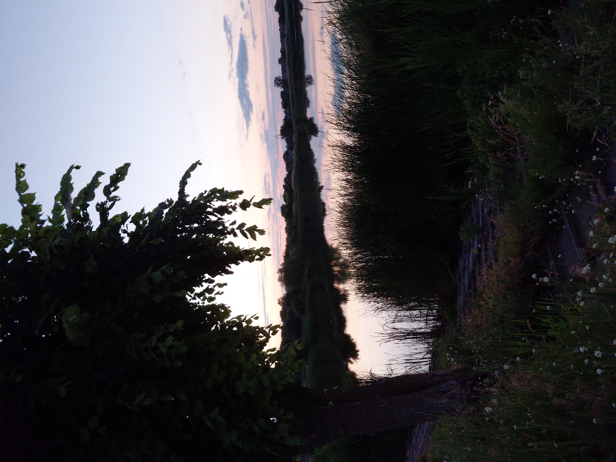 The image captures a serene twilight scene by a body of water, likely a river or lake, in the village of Ustyvytsia, Ukraine. The sky displays a soft gradient of pale blue to light pink, with scattered wispy clouds. In the foreground, a large tree with dark foliage is positioned on the left, its branches extending towards the water. The water's surface is calm, reflecting the muted colors of the sky and the silhouettes of distant trees and structures along the far bank. Tall reeds and grasses border the immediate edge of the water, appearing dark against the lighter sky. The ground in the foreground is covered with grass and small white wildflowers, with a hint of stone steps or a pathway visible leading towards the water. No people are present in the image. The overall atmosphere is peaceful and natural.