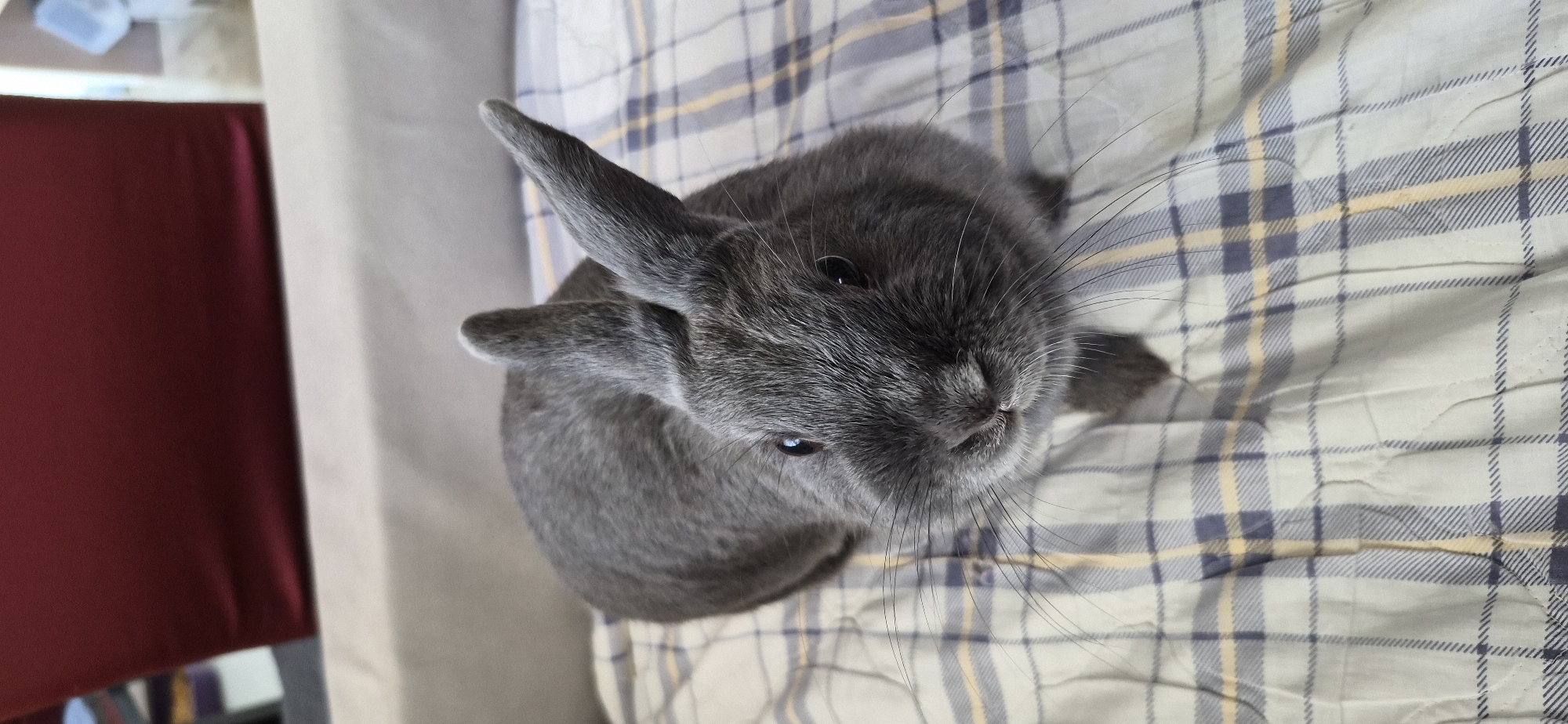 A domestic rabbit with gray fur is positioned on a checkered blanket. The rabbit's ears are pointed upwards, and its eyes are open, looking towards the camera. The rabbit is positioned in the foreground, taking up a significant portion of the frame. The background features a blurred red surface and a gray textured surface. The checkered blanket has a pattern of blue, yellow, and white lines. The overall lighting appears to be natural, with soft shadows. No specific details indicate a location in Ussurijsk, Russia.