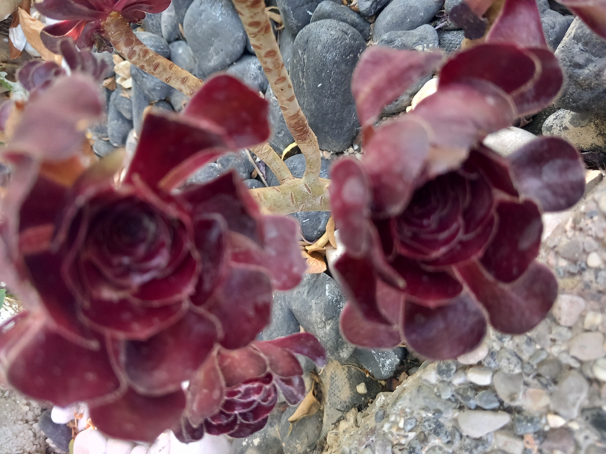 This is a close-up, slightly out-of-focus, vertical shot of dark red succulent plants with fleshy leaves arranged in a rosette pattern. The plants are growing among rounded, dark gray stones and some lighter-colored pebbles, with a few dry brown leaves scattered on the ground. The lighting appears natural, suggesting an outdoor environment. There are no people or discernible actions visible in the image. The setting is likely a garden or a natural rocky area.