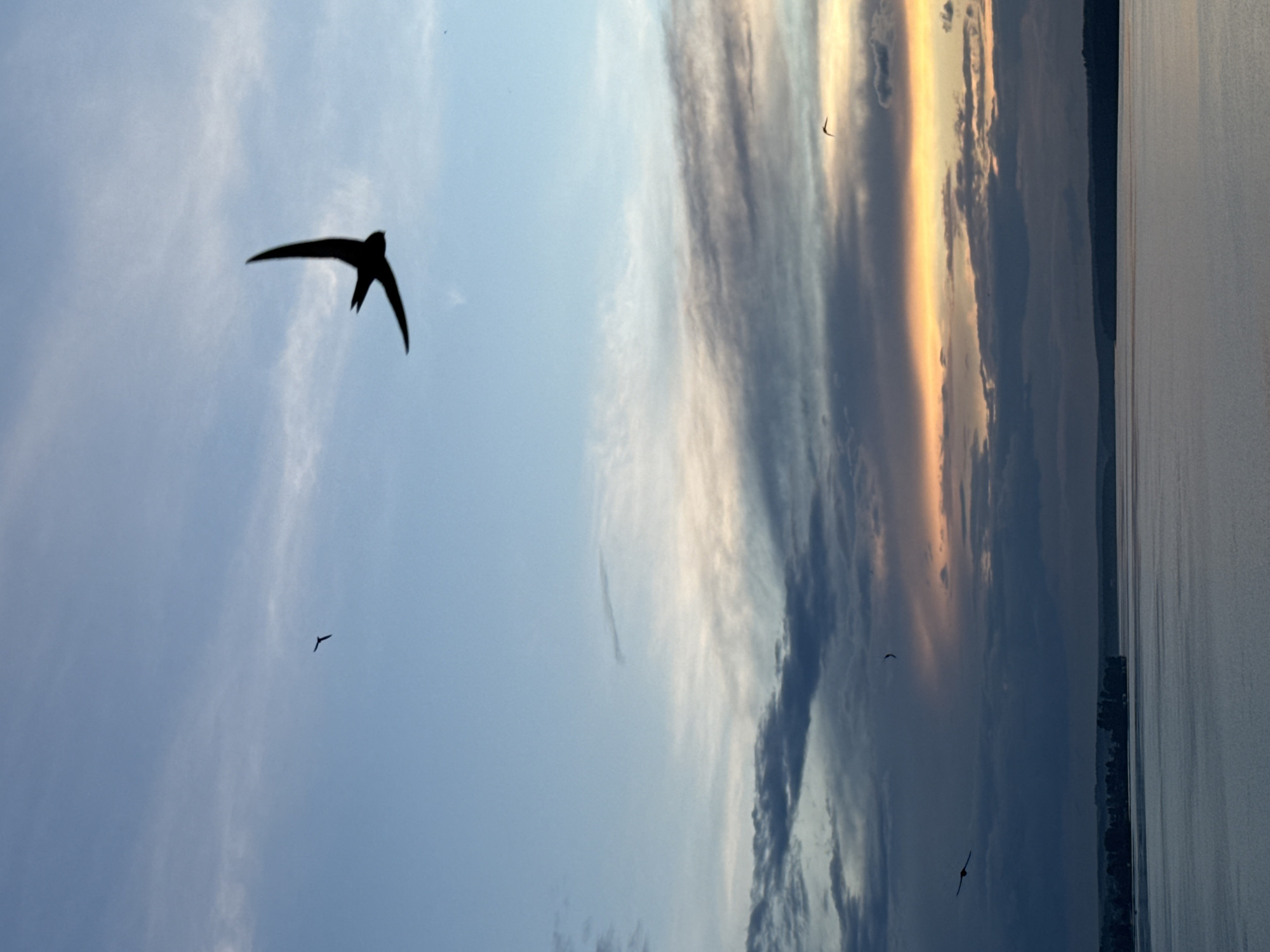 The image depicts a serene twilight scene over a body of water, likely the Votkinsk Reservoir, in Votkinsk, Russia. Silhouetted against a sky painted with hues of blue, gray, and orange, several birds are captured in flight. The most prominent bird, a swift, is in the upper right portion of the frame, its wings dramatically spread. Other birds, smaller and less distinct, are scattered throughout the sky. The water below reflects the muted colors of the sky, with a dark, tree-lined horizon marking the distant shore. The overall atmosphere is one of peaceful transition between day and night.