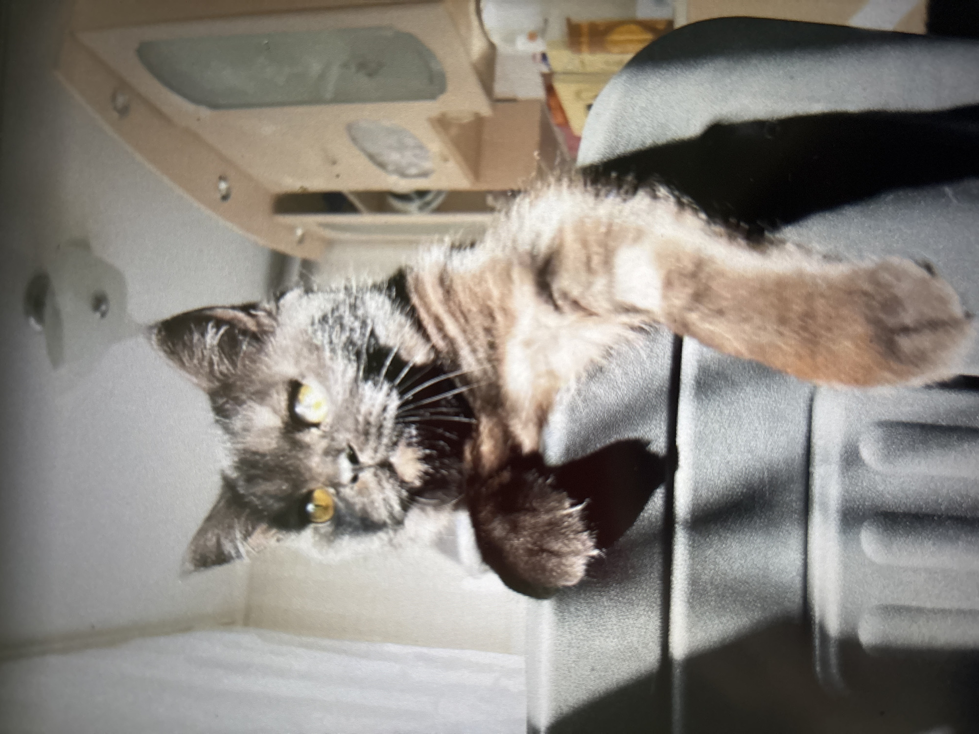 The image shows a dark grey and brown striped cat with bright yellow eyes, perched on the armrest of a dark grey piece of furniture. The cat's left paw is draped over the armrest, and its body is partially visible. In the background, there is a light-colored wall with vertical blinds on the left and a wooden cabinet with glass doors on the right. The cabinet appears to be in a domestic setting, possibly a kitchen or living area. There is a light fixture on the ceiling above the cat. The lighting suggests the scene is indoors, with natural light coming from the left. No specific details about the location in Novosibirsk, Russia, are discernible from the image.