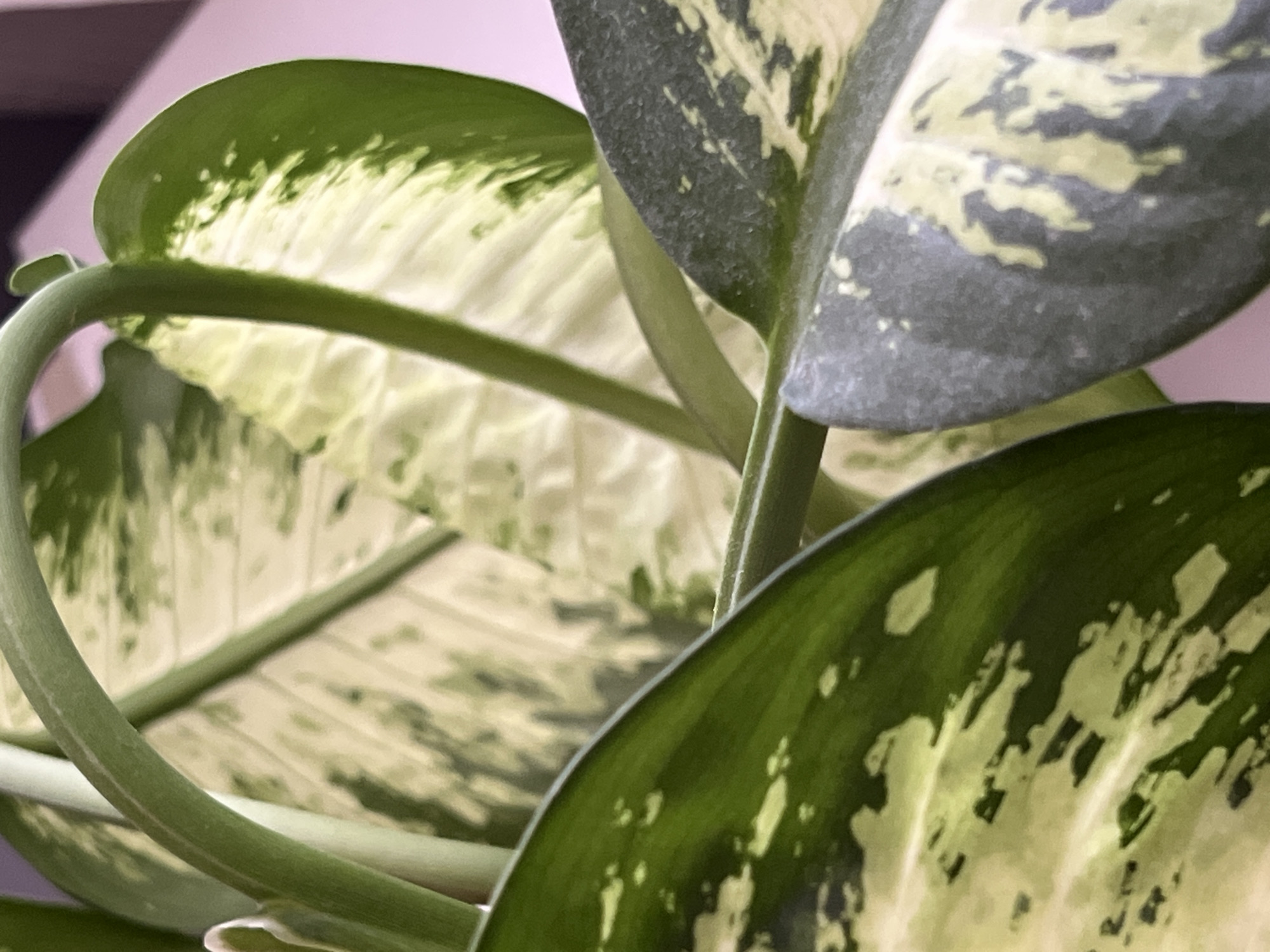 The image is a close-up, uncropped view of variegated leaves of a Dieffenbachia plant. The leaves display a pattern of dark green margins with irregular splotches of creamy white and light green in the center. Several thick, green stems are visible, some arching over the leaves. The background is softly blurred, showing a pale pinkish-purple hue, suggesting an indoor setting. There are no people, actions, or interactions depicted, and the scene is purely botanical. The location in Antalya, Turkey, is not discernible from the visual information provided.