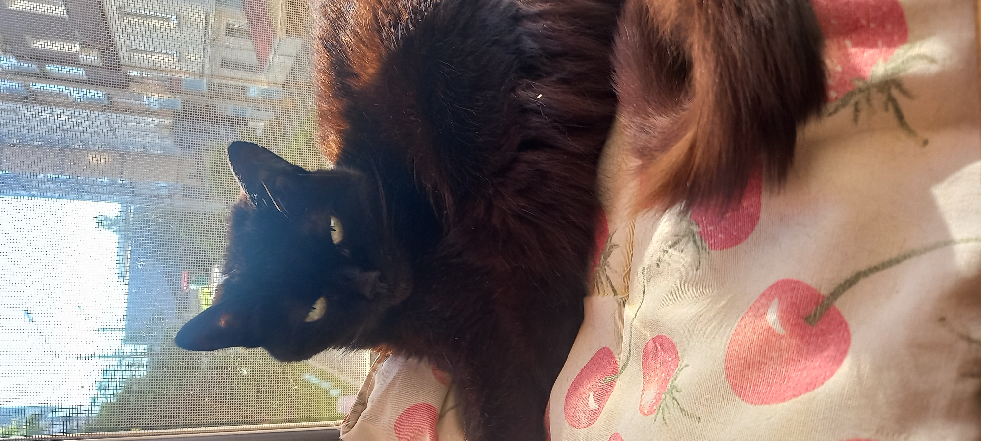 A black cat with long fur and green eyes is lying on a white fabric with a red cherry pattern. The cat is facing the camera, with its head slightly tilted. Sunlight is streaming in from a window behind the cat, creating a bright backlight. The background shows a screen and some buildings. The image is likely taken in Kryvyi Rih, Ukraine, given the context.
