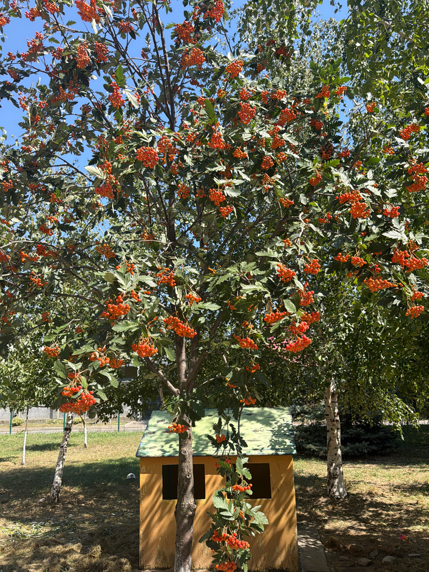 In Yessentuki, Russia, a rowan tree heavy with bright orange berries stands prominently in a sunlit outdoor setting. The tree's branches, laden with clusters of fruit, extend over a small, yellow wooden structure with a green roof. This structure appears to be a playhouse or miniature building, with two dark openings resembling windows or doorways. The ground beneath is a mix of dry grass, scattered leaves, and some patchy bare earth. In the background, a pale birch tree with distinctive black and white bark is visible, along with other lush green trees and foliage, suggesting a park or garden environment. The sky above is a clear, bright blue.