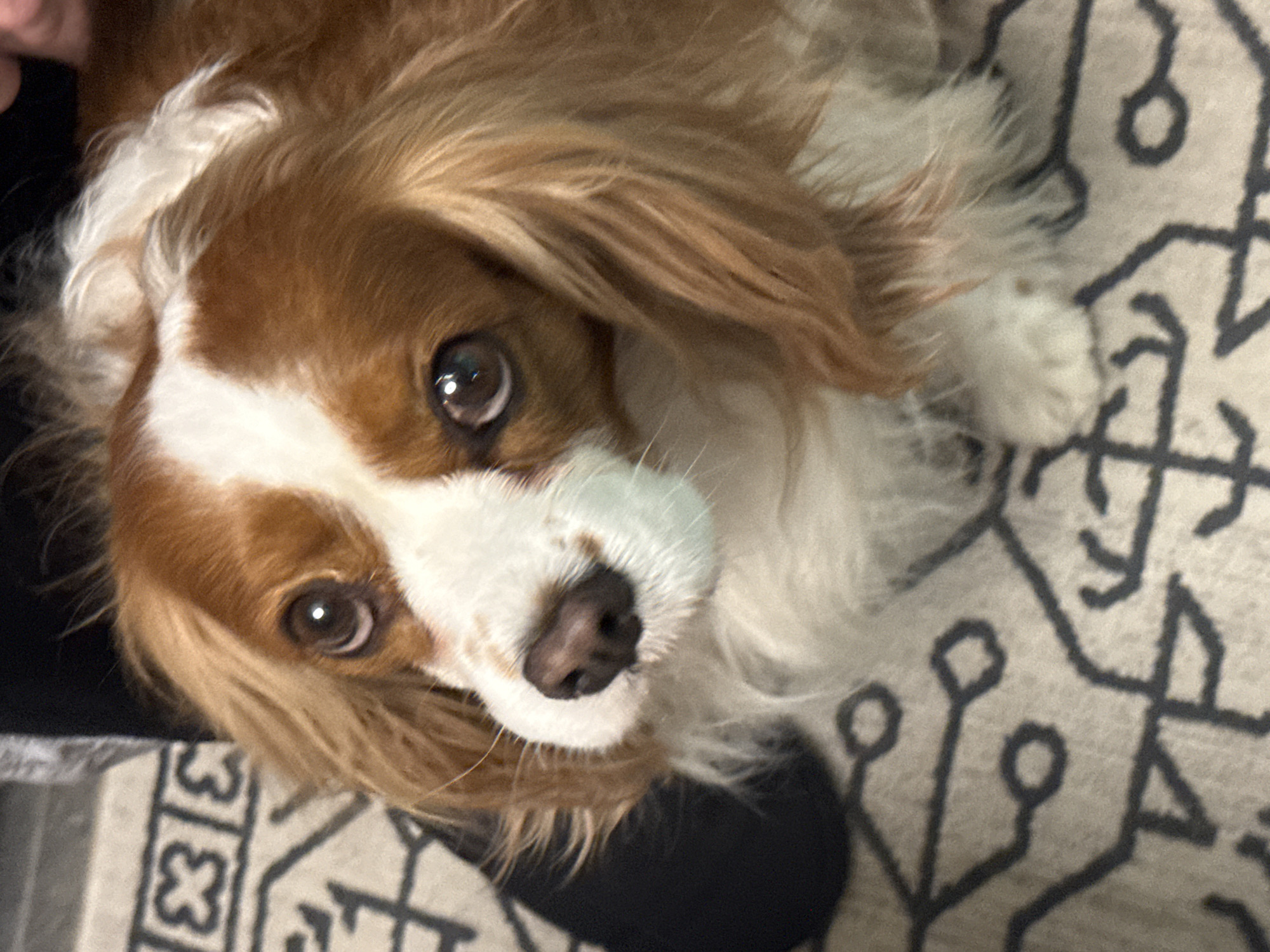 A tan and white Cavalier King Charles Spaniel is lying on a patterned rug. The dog is looking upwards, its head tilted slightly. The rug has a geometric pattern in black on a light-colored background. A black object, possibly a leg or piece of furniture, is visible in the lower part of the image. The lighting is indoor and ambient. The photograph was most likely taken indoors in a private home setting, there is no information to suggest it was taken in Sofia, Bulgaria.