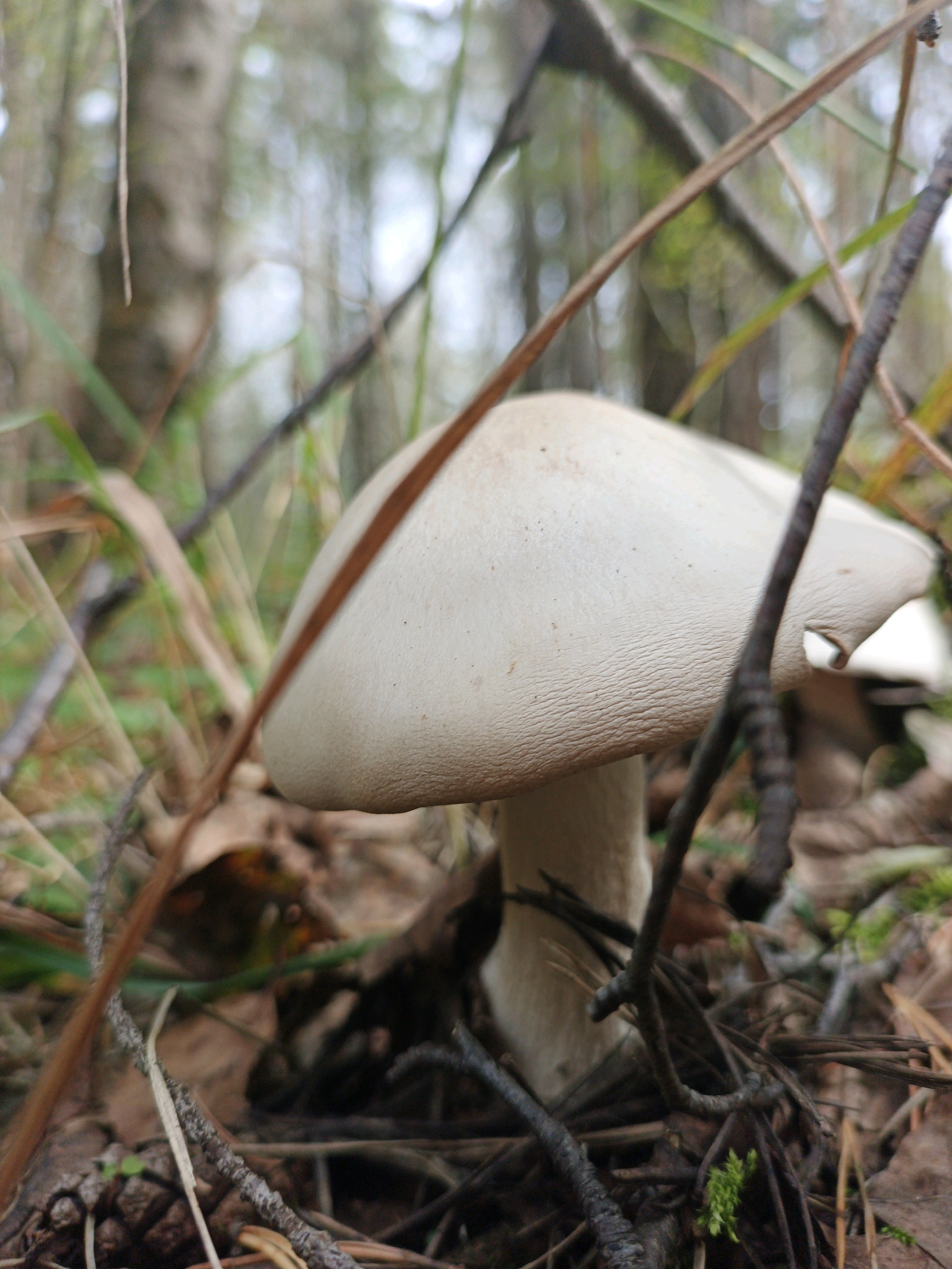 The image depicts a close-up view of a pale mushroom with a smooth cap, growing among dry leaves, twigs, and pine needles on the forest floor. The mushroom's stem is visible, and the background is blurred, showing trees and foliage, suggesting a natural woodland setting. The overall impression is of a quiet, natural environment. The image is not geo-tagged or associated with the city of Medvedyovka, Russia, or any specific urban location. There are no people, actions, or interactions visible in the scene.