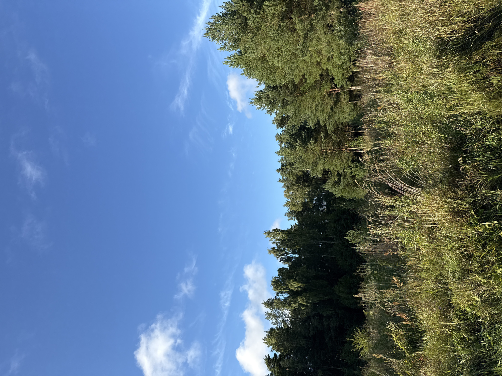 The image depicts a natural landscape with a clear blue sky, dotted with wispy white clouds. In the middle ground, a dense forest of evergreen and deciduous trees stretches across the horizon. The foreground is filled with tall, dry grasses and other vegetation, catching the sunlight. The scene appears to be a rural or natural area, possibly a field bordering a forest. There are no people or man-made structures visible in the image, suggesting a tranquil, undisturbed environment. Based on the provided context, the location is identified as Harkujärve, Estonia.