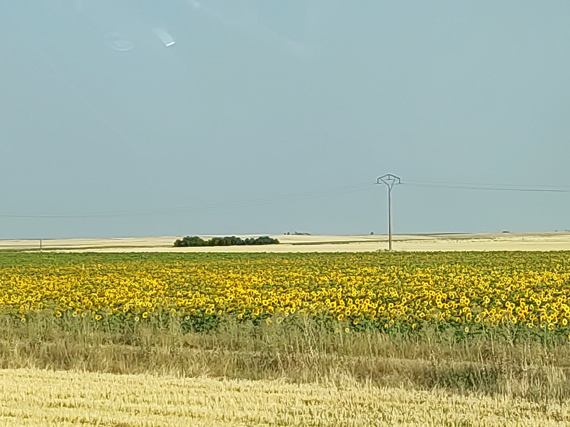 The image shows a vast, flat agricultural landscape under a pale, hazy sky. In the foreground, a field of harvested golden wheat stubble is visible. Behind it, a dense field of bright yellow sunflowers stretches across the horizon, their heads facing upwards. Beyond the sunflowers, a green field separates them from a distant, light-colored field. A solitary utility pole with power lines stands in the middle ground, to the right of a cluster of dark green trees in the distance. The overall impression is one of a rural, open countryside, typical of the Palencia province in Spain, specifically Autillo de Campos, known for its agricultural plains. There are no people or animals visible in the image. The scene is static and tranquil.