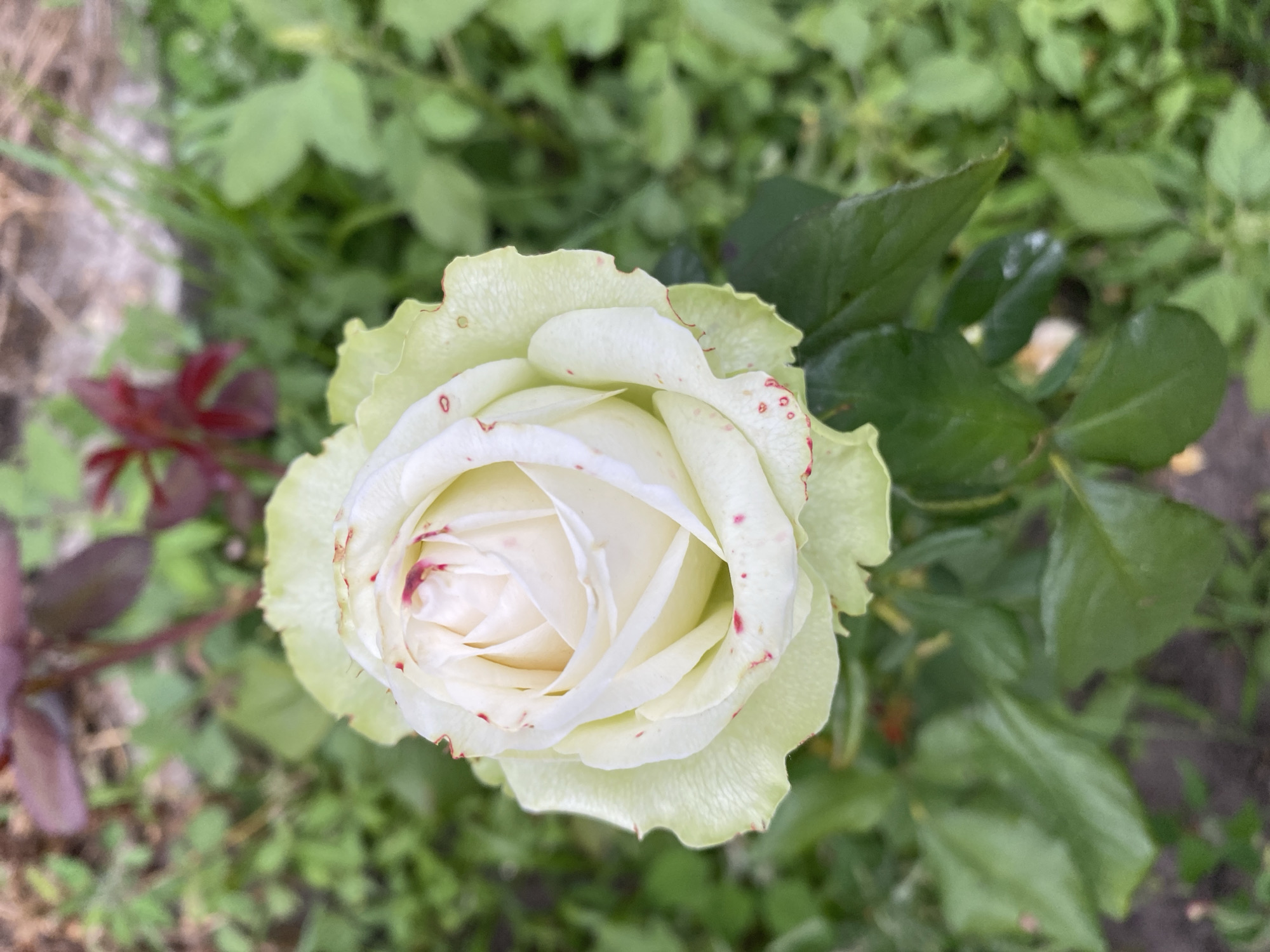 This media file features a close-up, overhead view of a white rose in bloom, set against a backdrop of green foliage. The rose, with its delicate, layered petals, is the primary subject. Some of the outer petals show slight discoloration, with small red spots or flecks on the edges and surfaces. The center of the rose is tightly furled, revealing the intricate structure of the bloom.
The setting is an outdoor garden, as indicated by the surrounding green leaves and some darker, possibly soil or mulch areas. To the left of the rose, some darker reddish-purple leaves are visible, suggesting another plant or perhaps new growth on the rose bush itself.
There are no people or text visible in the image. The lighting appears natural, suggesting it was taken during daylight hours, possibly in the morning or afternoon. The overall mood is one of natural beauty and tranquility, focusing on the intricate details of the rose. The location context is Vasylky, Ukraine, but this information is not visually apparent from the image itself. The image captures a moment of natural floral beauty in a garden environment.
