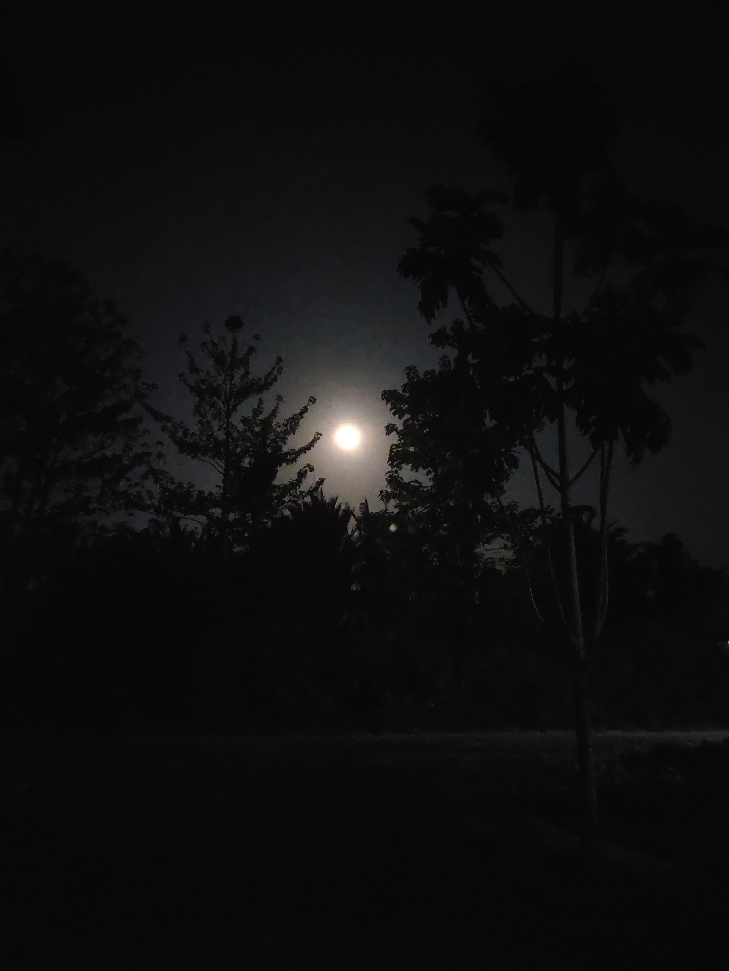 The image depicts a nighttime scene with a bright full moon visible through silhouetted trees. The location is identified as Jakarta Baru, Indonesia. The foreground is dark, showing what appears to be a path or road. Various trees and foliage are silhouetted against the night sky. One prominent tree in the foreground is to the right of the frame, with distinct branches. The moon is a bright, circular orb situated in the upper-middle portion of the image, partially obscured by tree branches. The overall atmosphere is dark and serene, typical of a moonlit night.